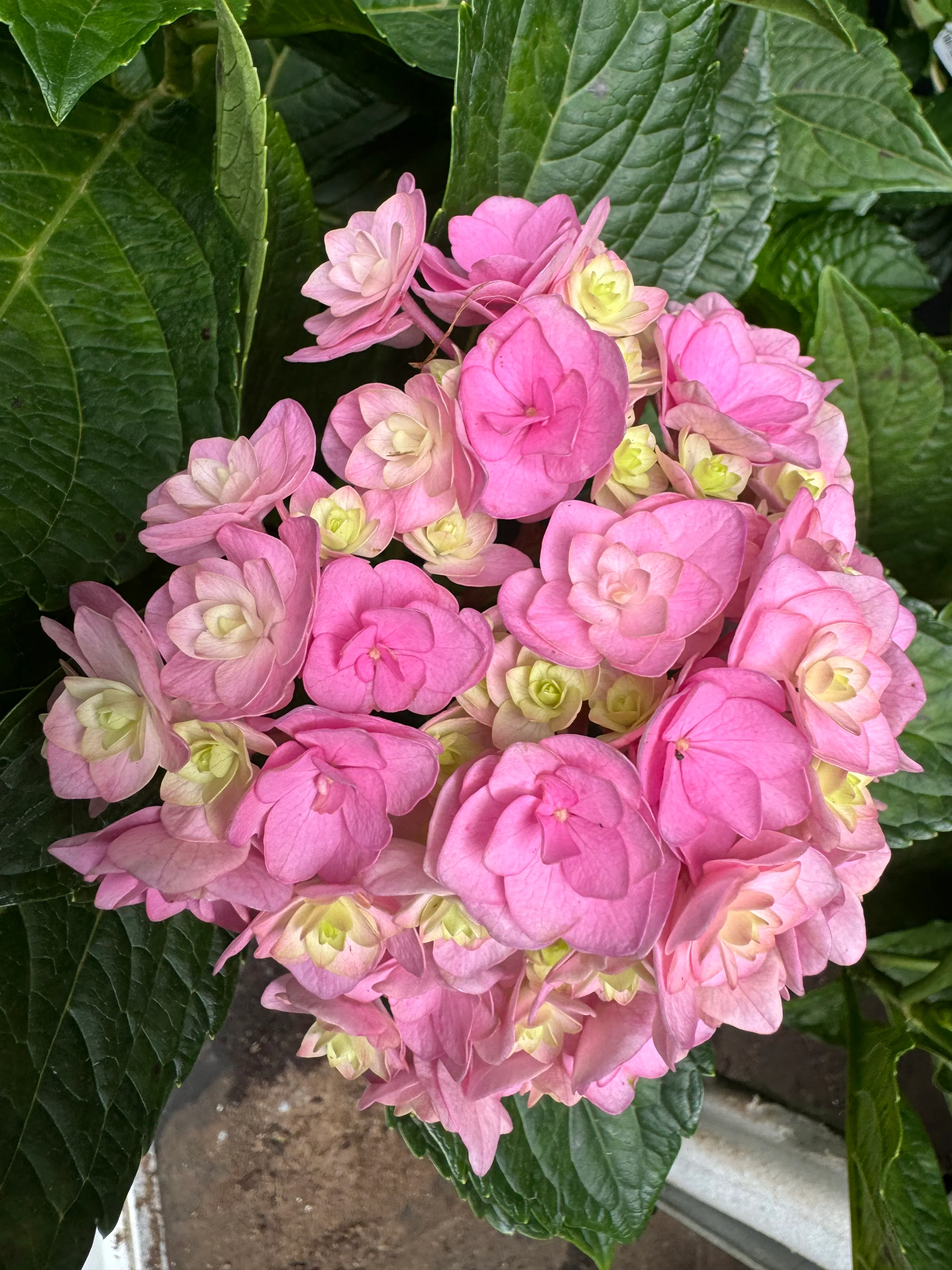 Hydrangea Admire - Image 2