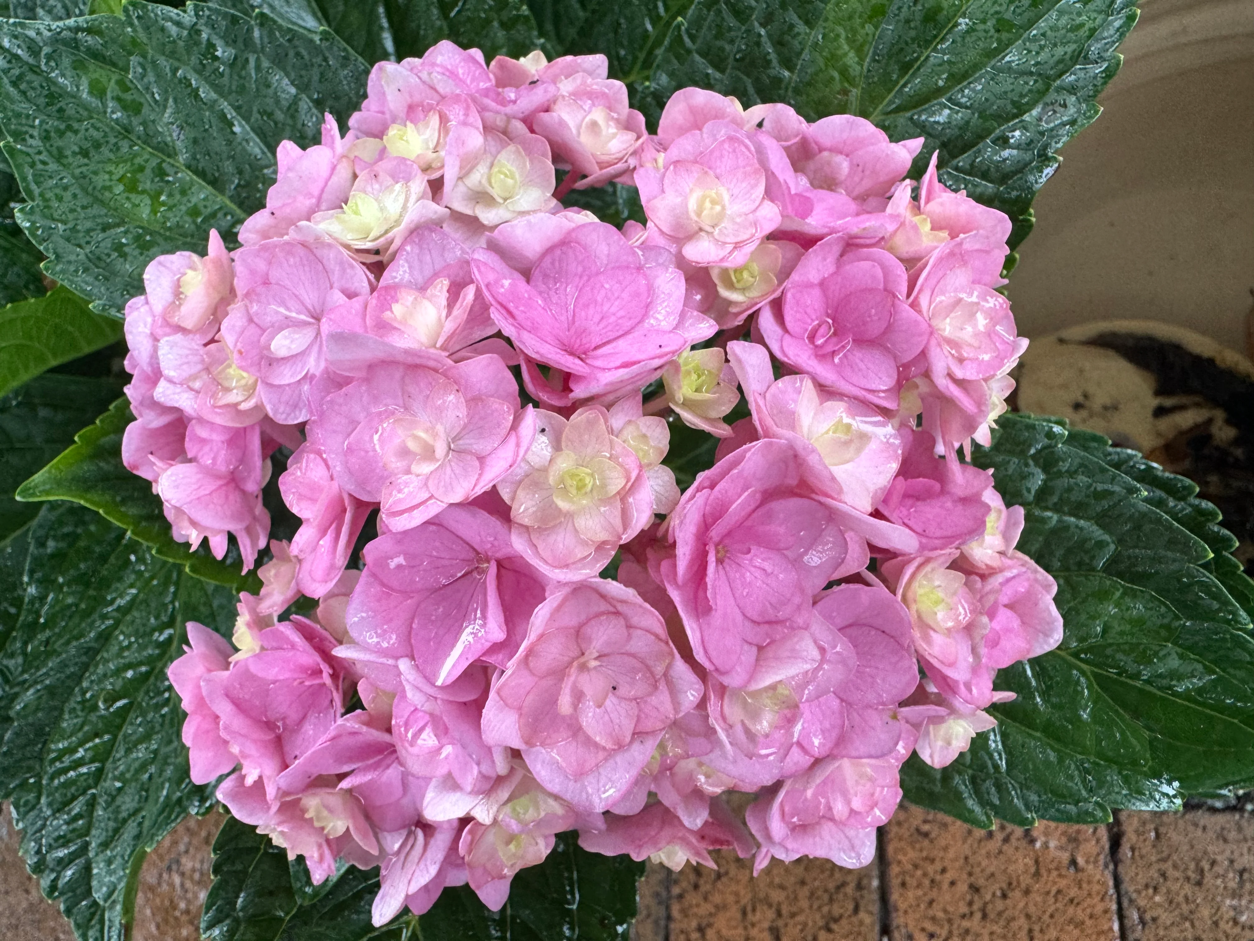 Hydrangea Admire - Image 3