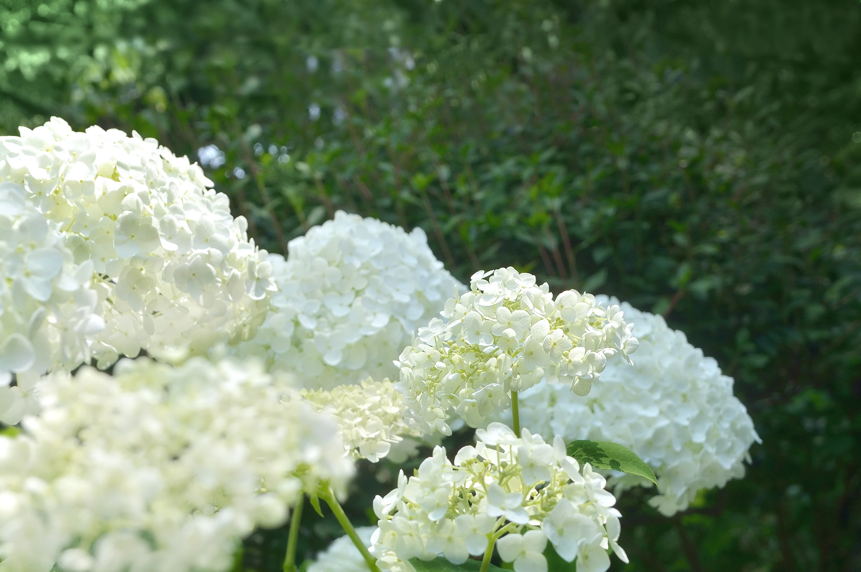 Hydrangea Agnes Pavelli - Image 2