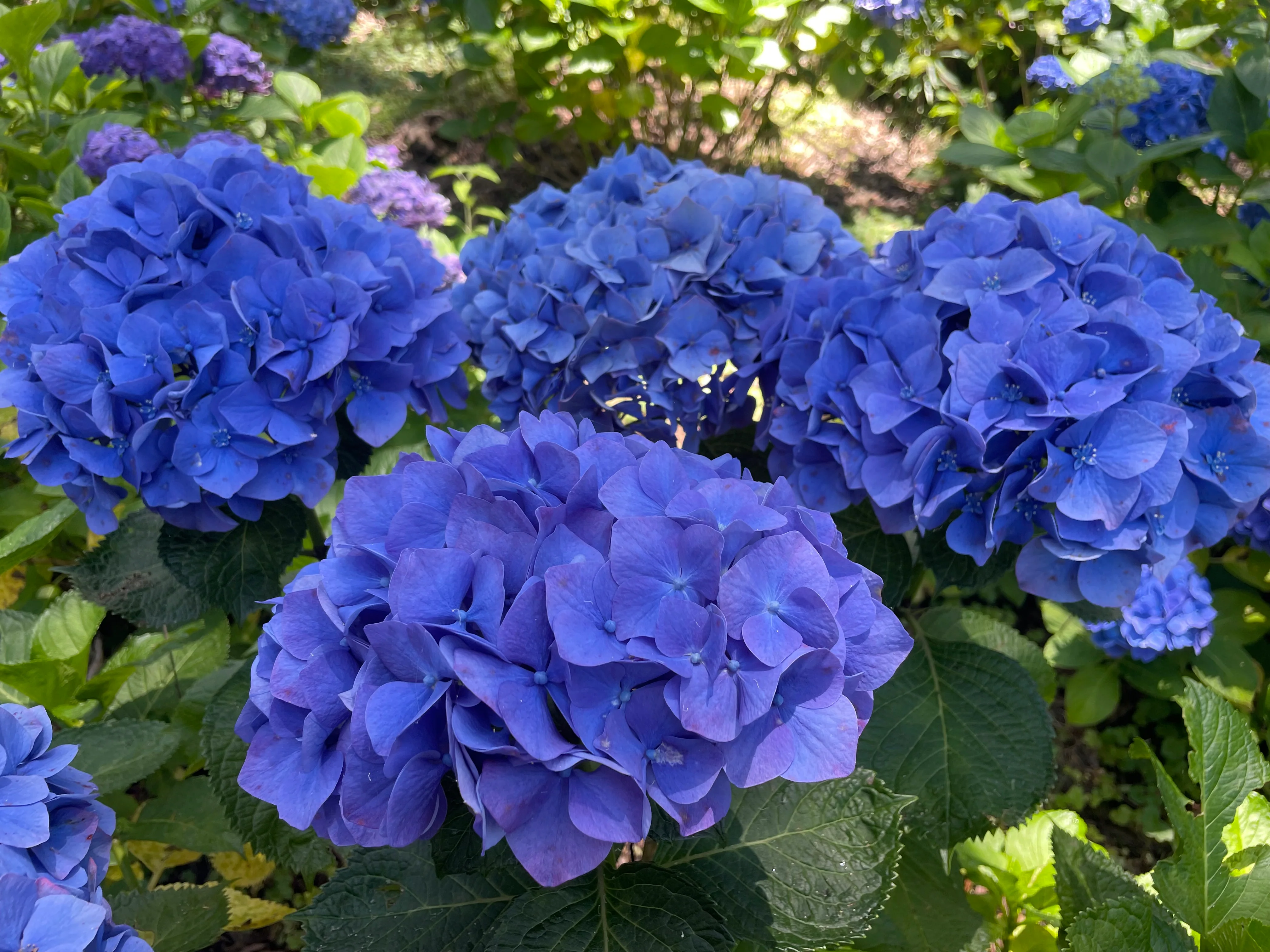 Hydrangea Altona - Image 2