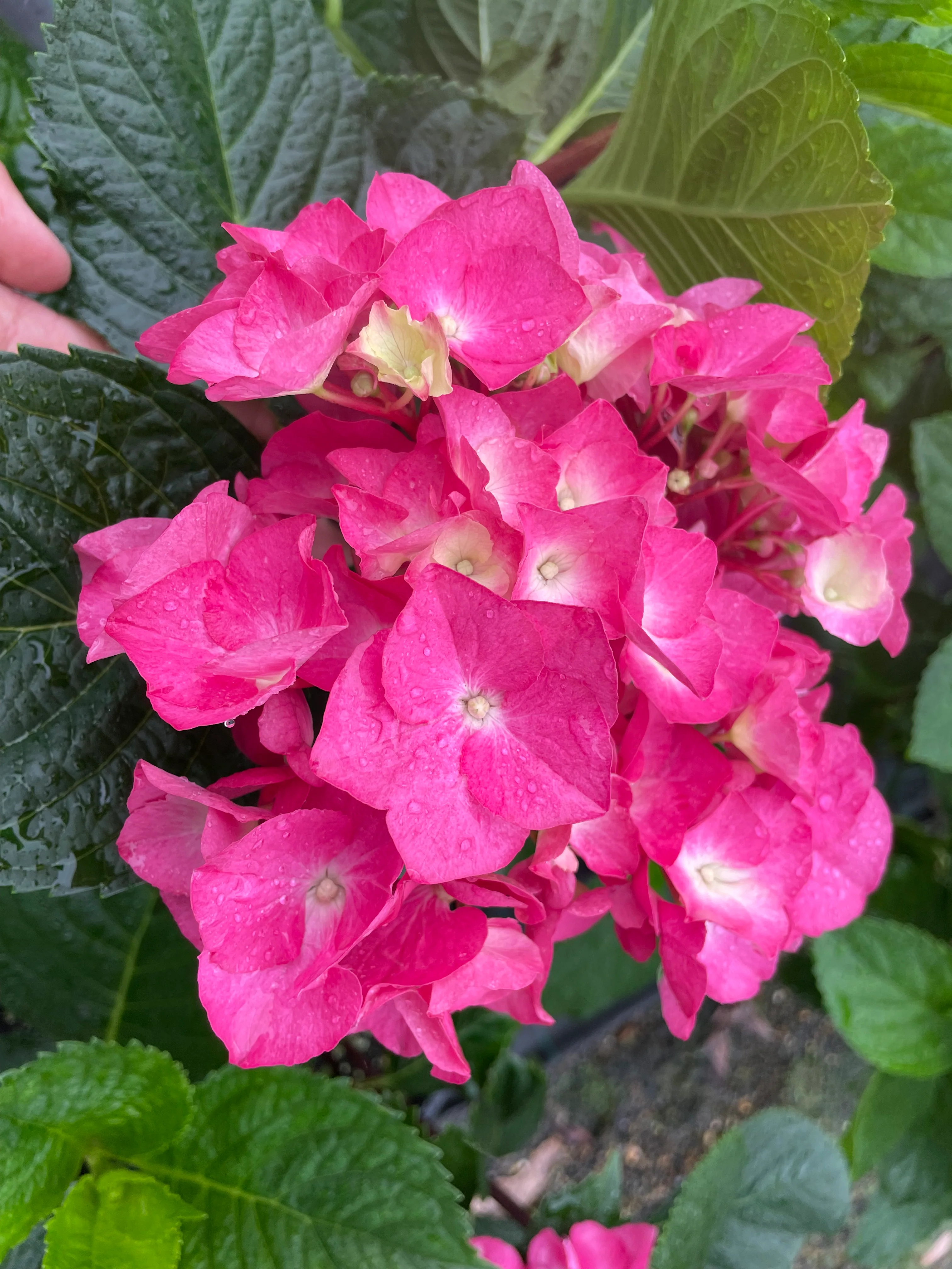 Hydrangea Altona - Image 3