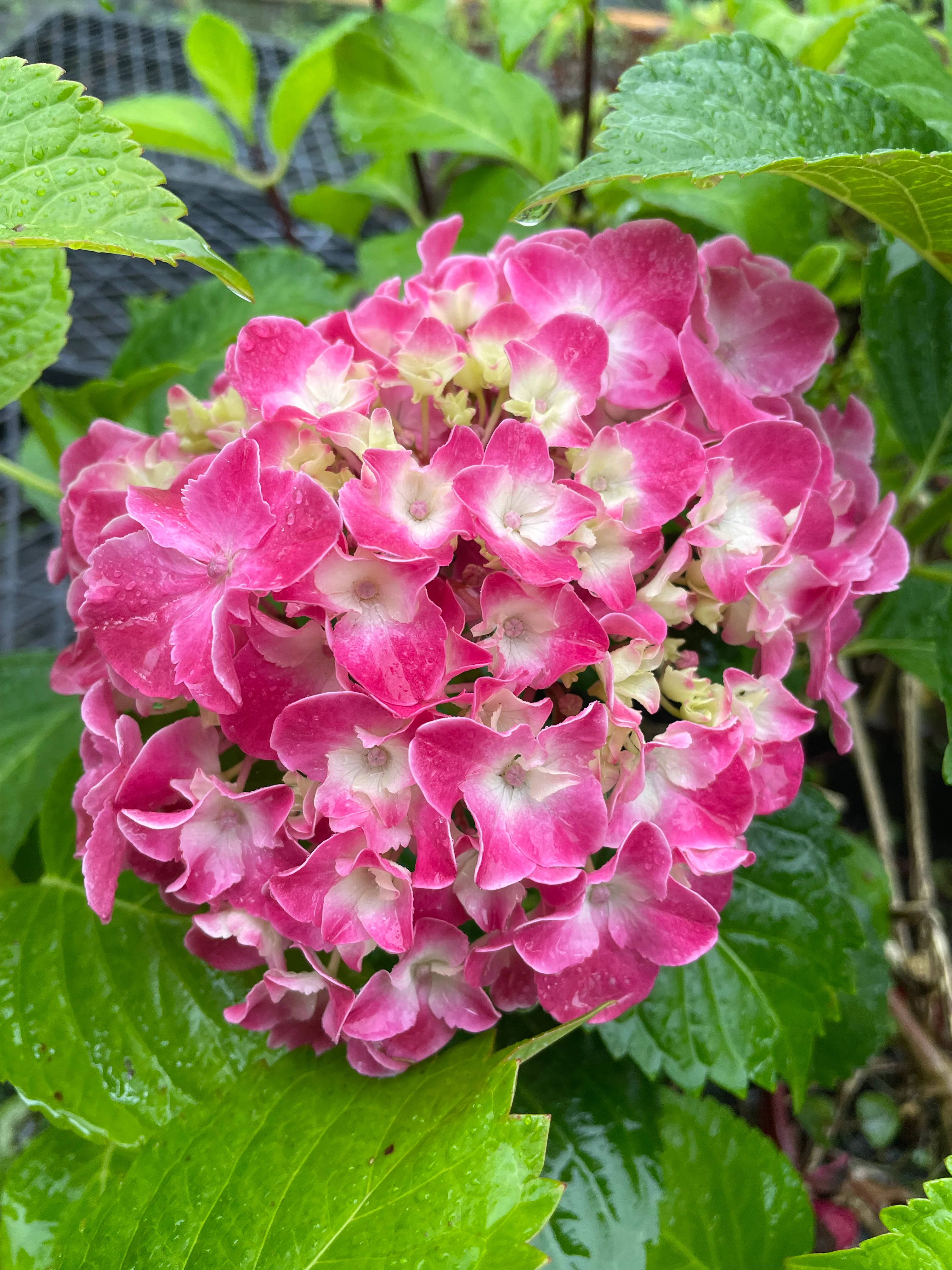Hydrangea Altona - Image 4
