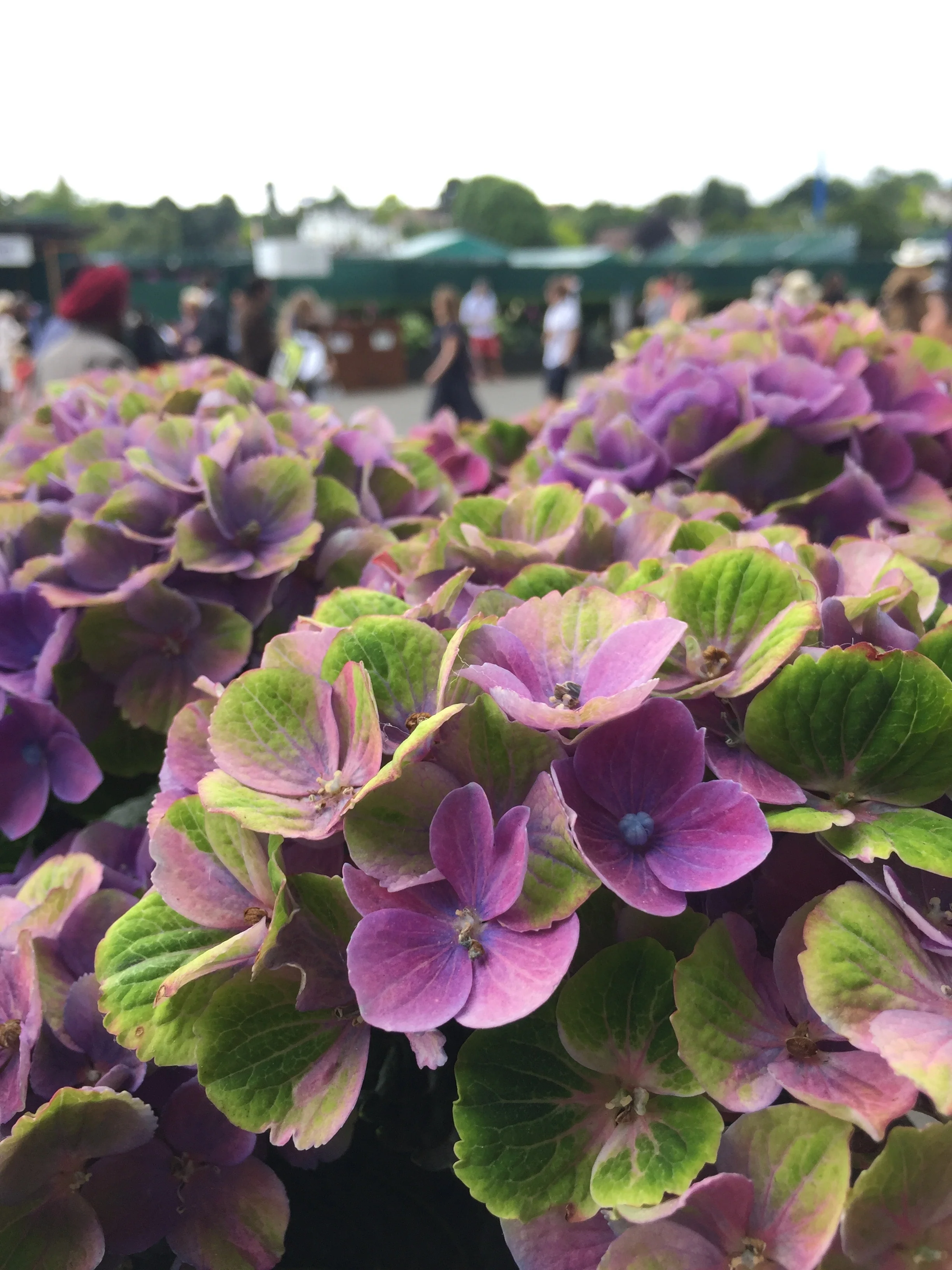 Hydrangea Amethyst - Image 2
