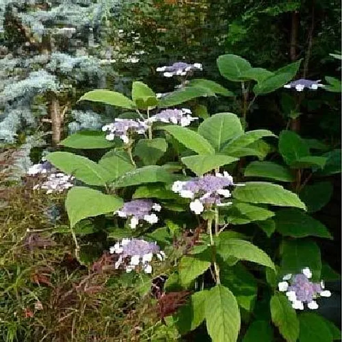 Hydrangea aspera Rocklon - growing - coming soon!