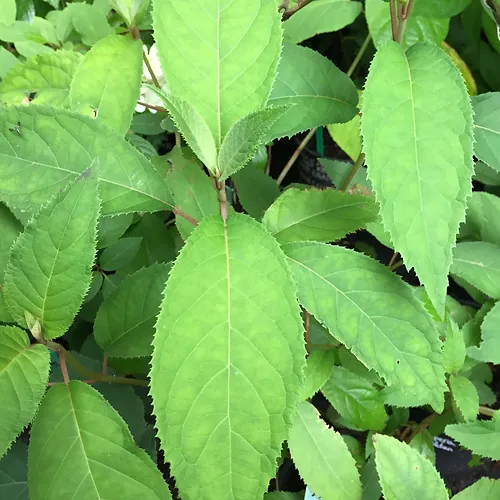 Hydrangea aspera Rocklon - growing - coming soon! - Image 2