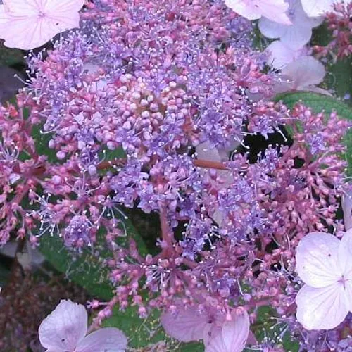 Hydrangea aspera Villosa