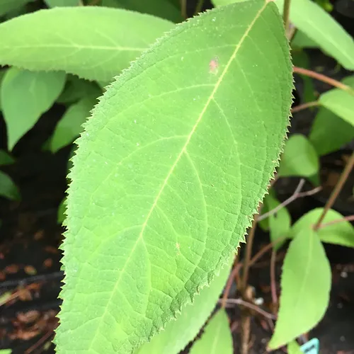 Hydrangea aspera Villosa - Image 2