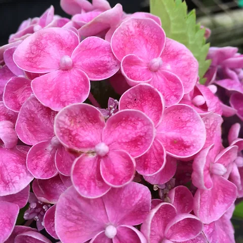 Hydrangea Ayesha Superior - Growing - Enquire in store. - Image 2