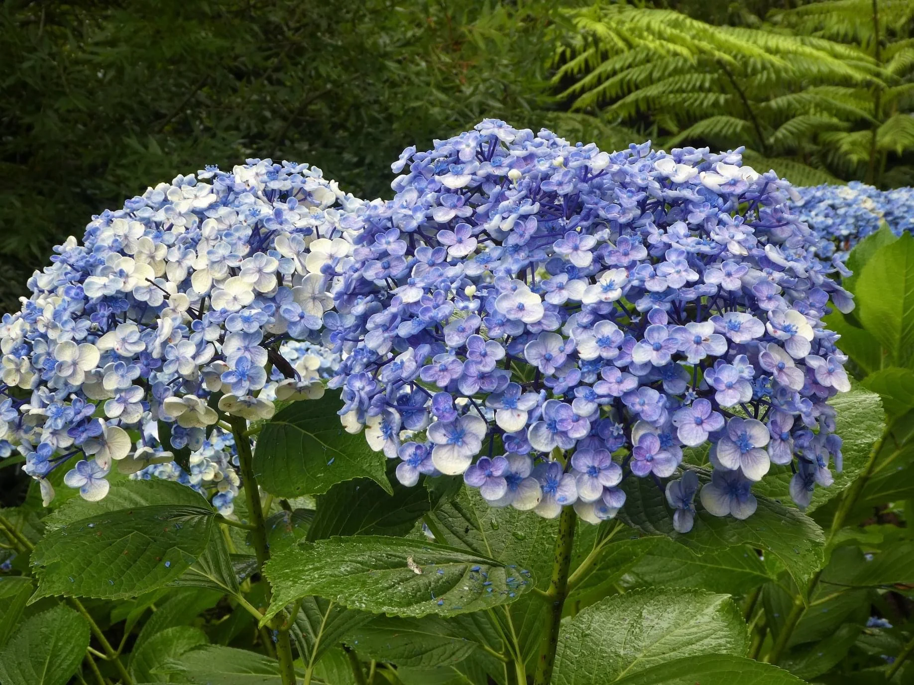Hydrangea Ayesha Superior - Growing - Enquire in store. - Image 5
