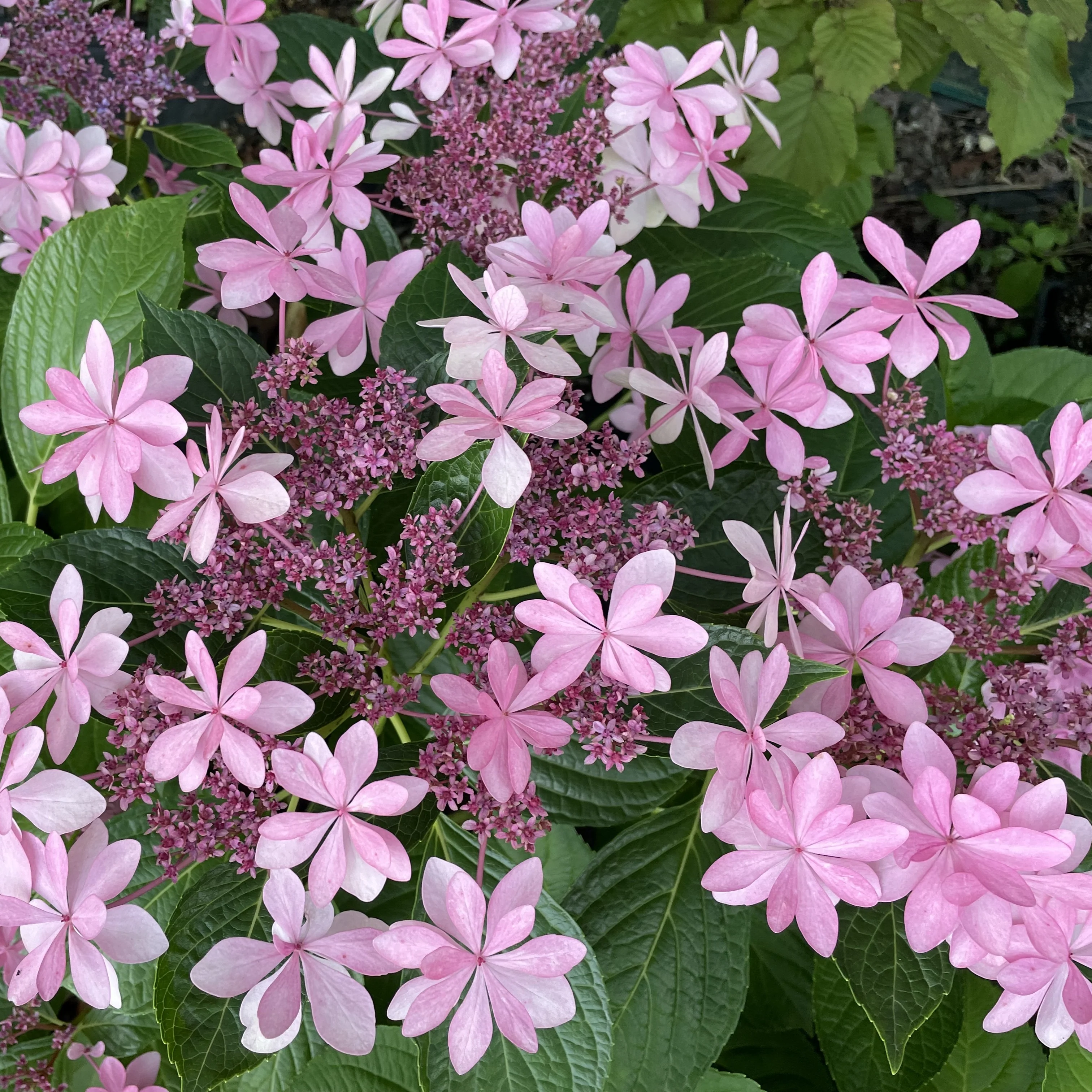 Hydrangea Dance Party - pruned back