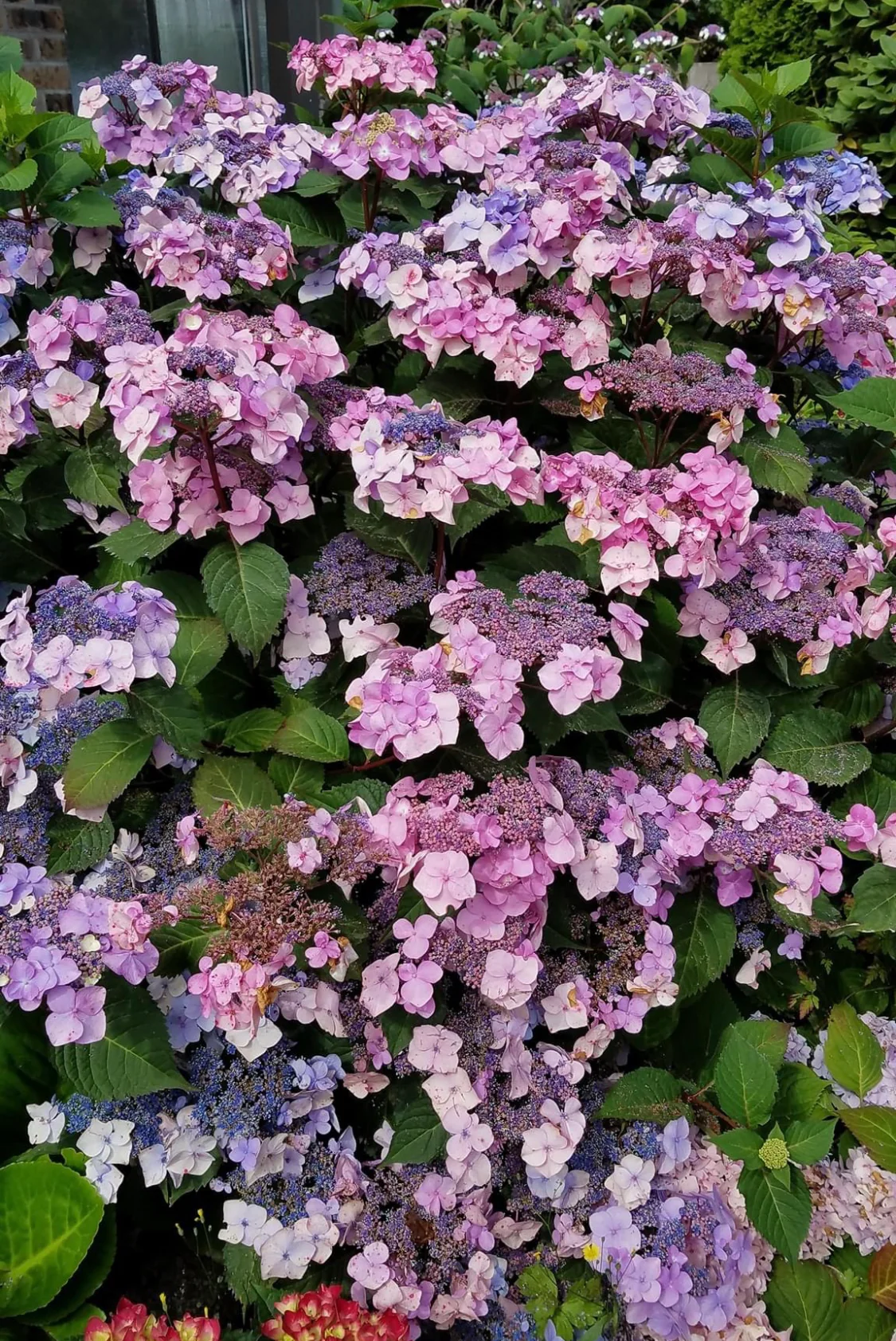 Hydrangea Endless Summer Twist and Shout
