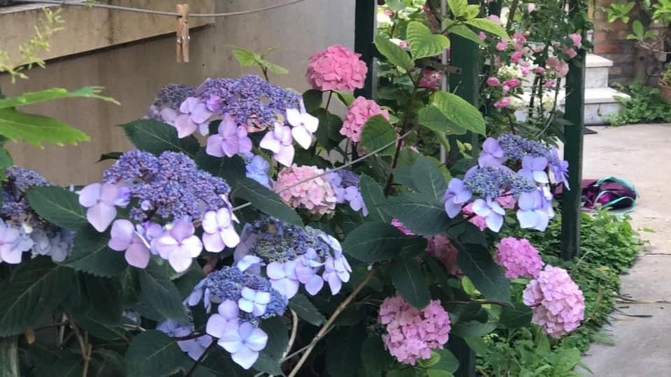 Hydrangea Endless Summer Twist and Shout - Image 3