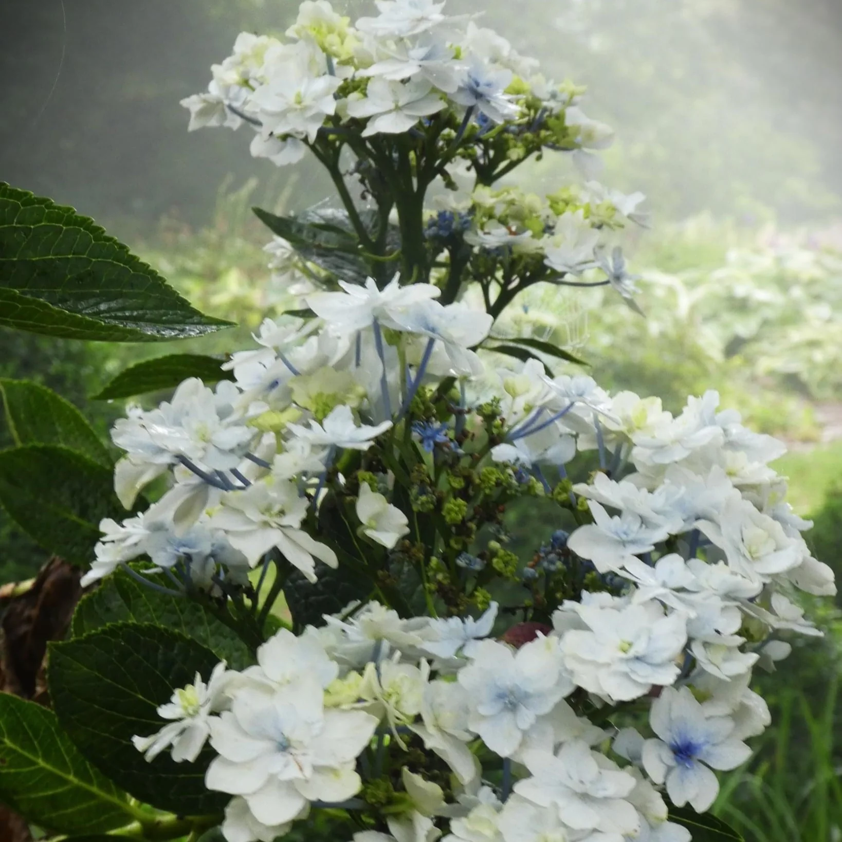 Hydrangea Fuji Waterfall