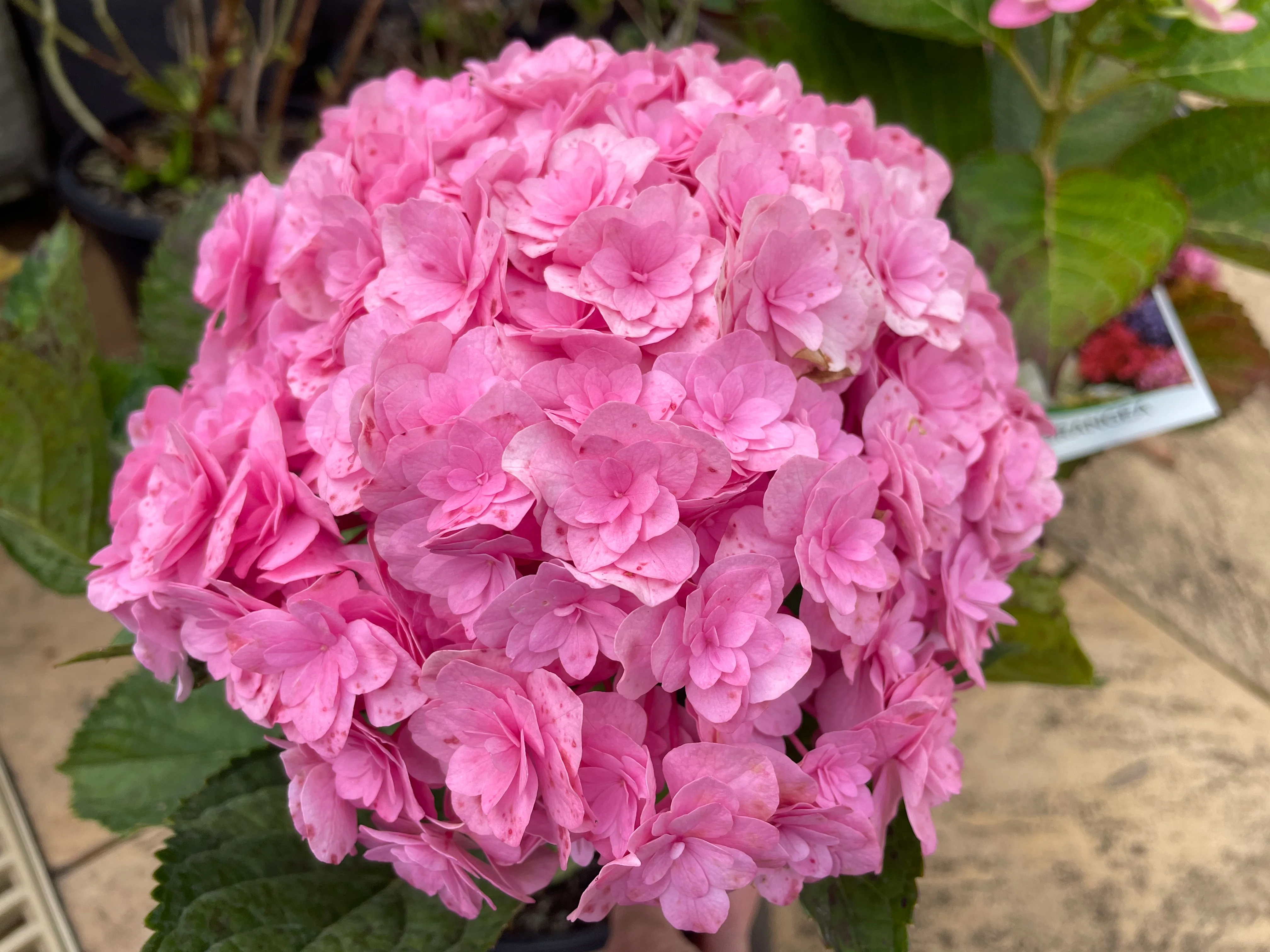 Hydrangea Galaxy - Image 2