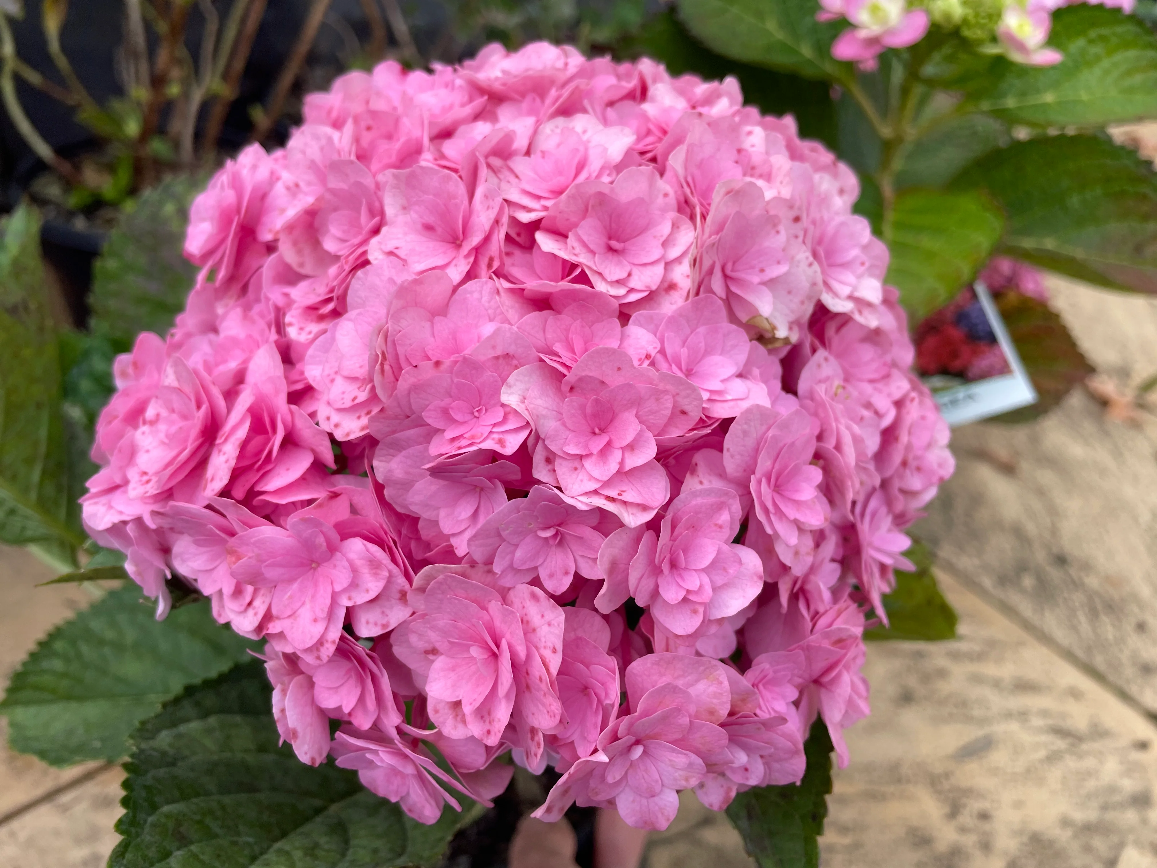 Hydrangea Galaxy - Image 3