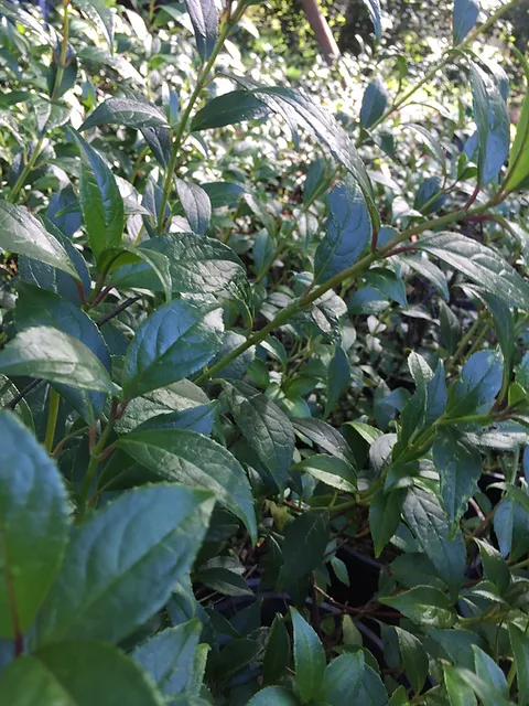 Hydrangea glabrifolia Phillipino Hydrangea - growing - ready February 2026