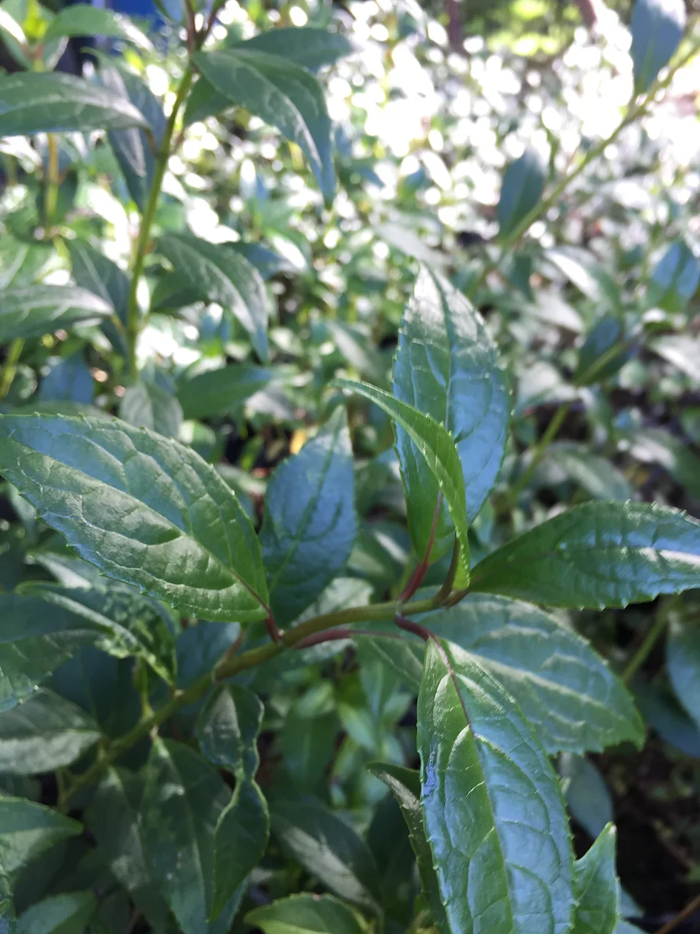 Hydrangea glabrifolia Phillipino Hydrangea - growing - ready February 2026 - Image 2