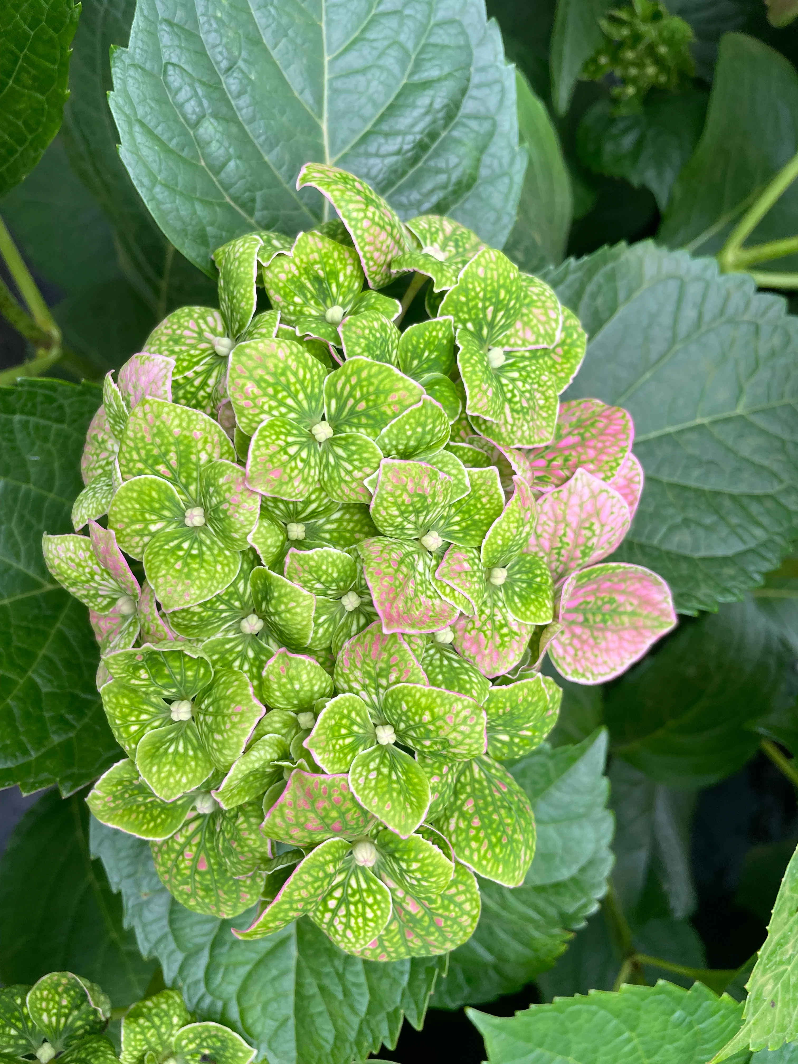 Hydrangea Green Mantle - pruned back - Image 2