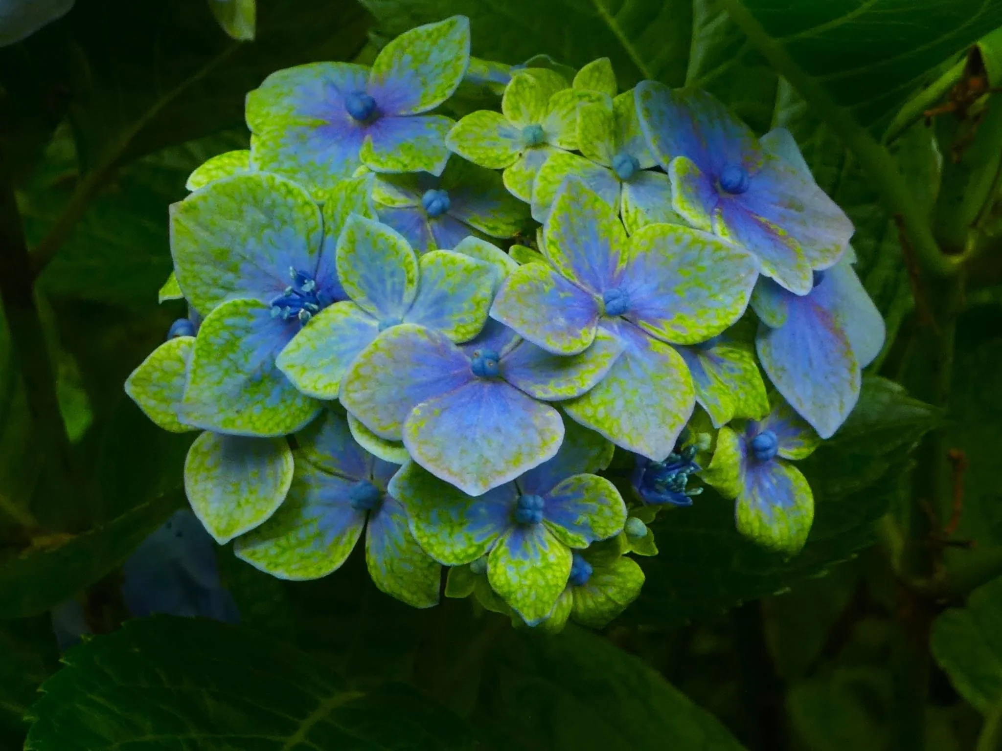 Hydrangea Goliaths Emerald - pruned back