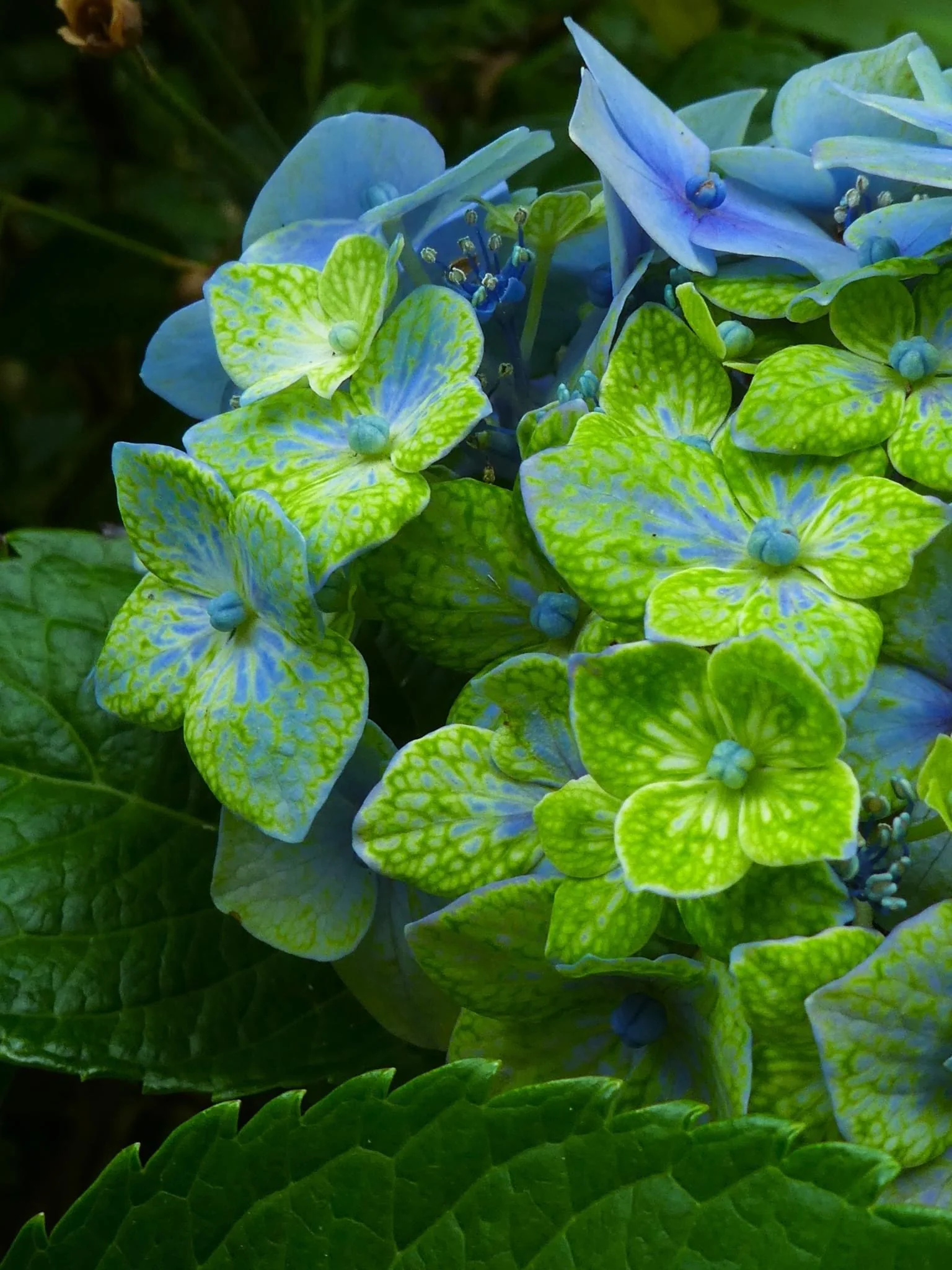 Hydrangea Goliaths Emerald - pruned back - Image 2