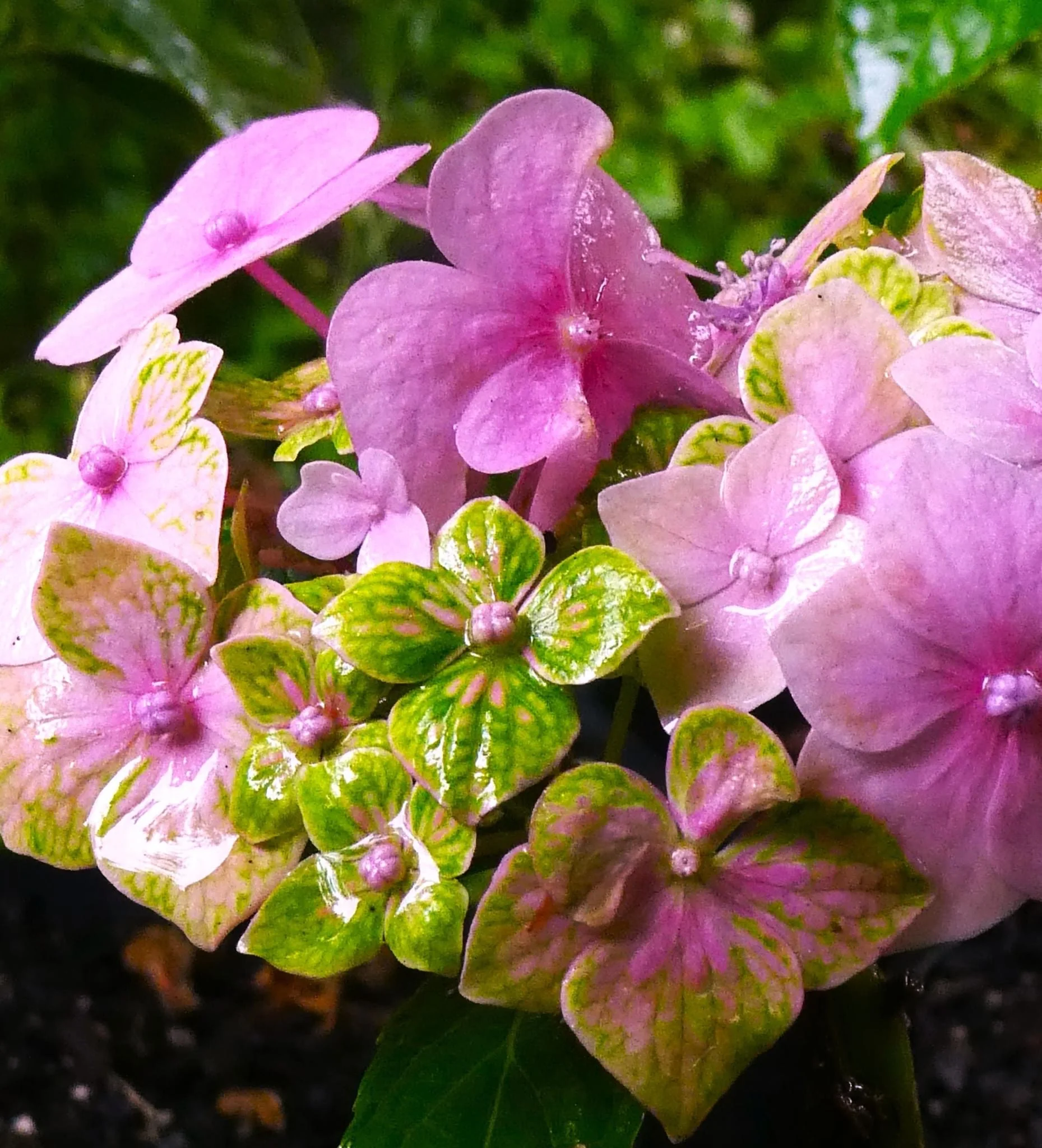Hydrangea Goliaths Emerald - pruned back - Image 3