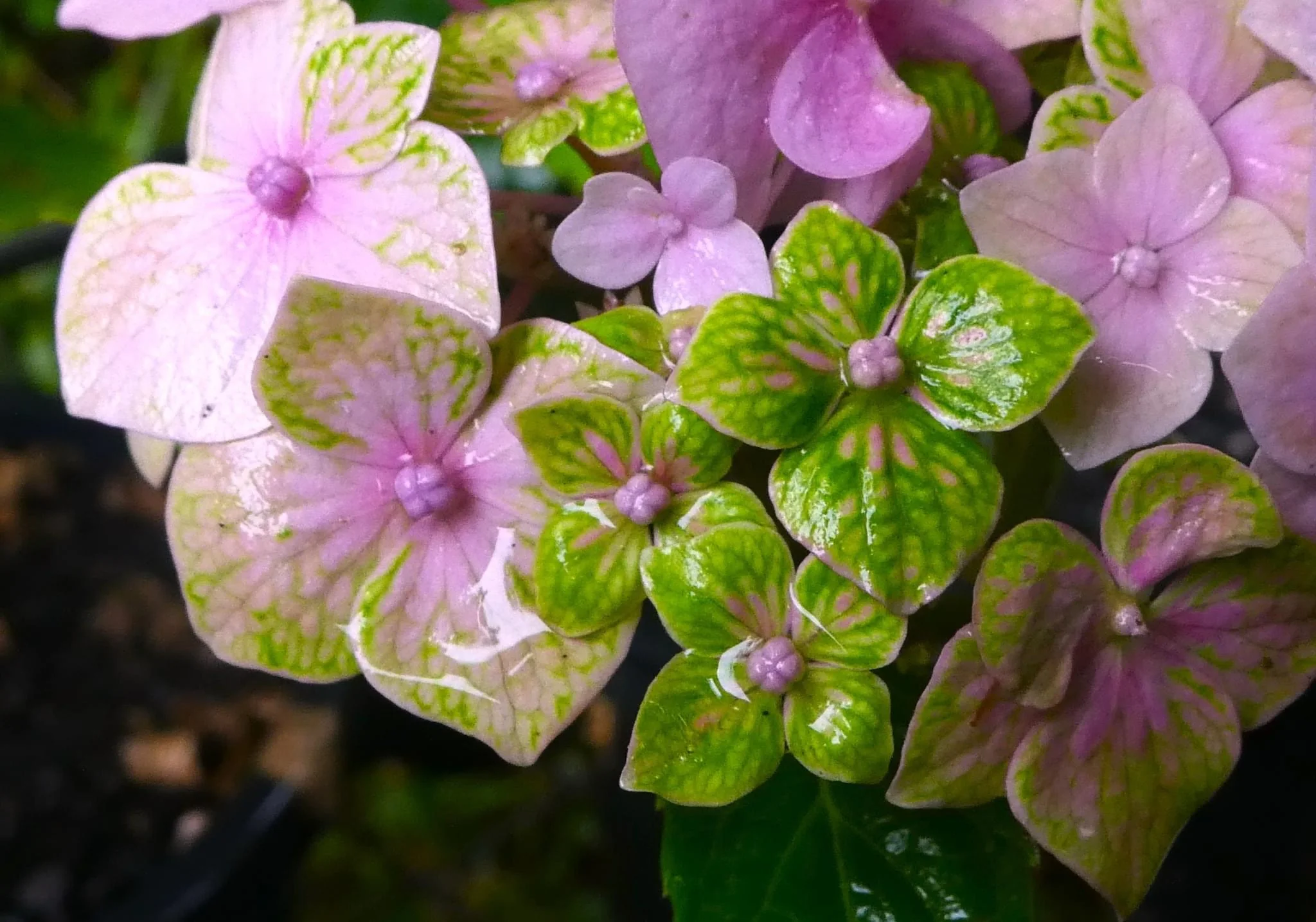 Hydrangea Goliaths Emerald - pruned back - Image 4