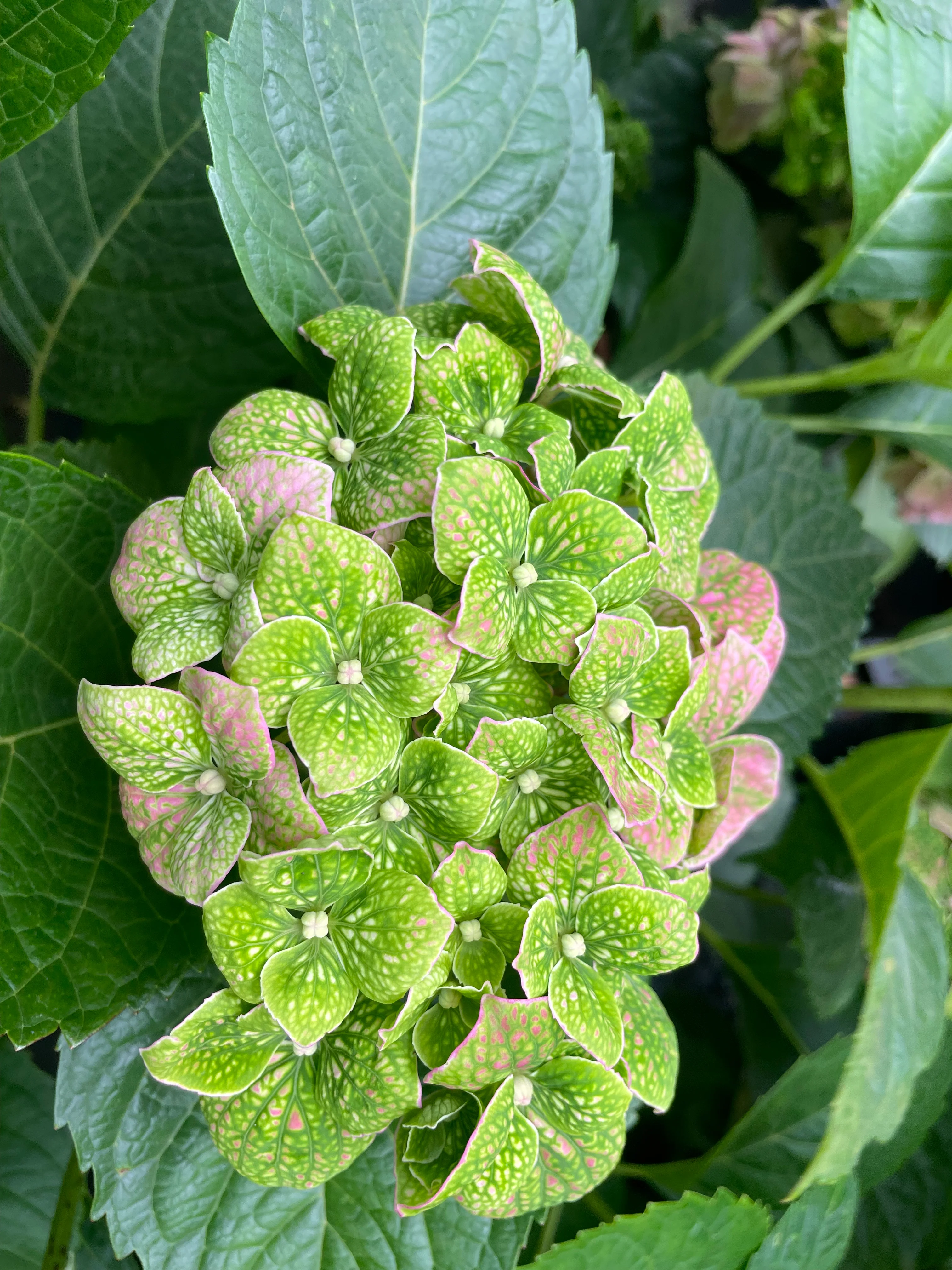 Hydrangea Goliaths Emerald - pruned back - Image 5