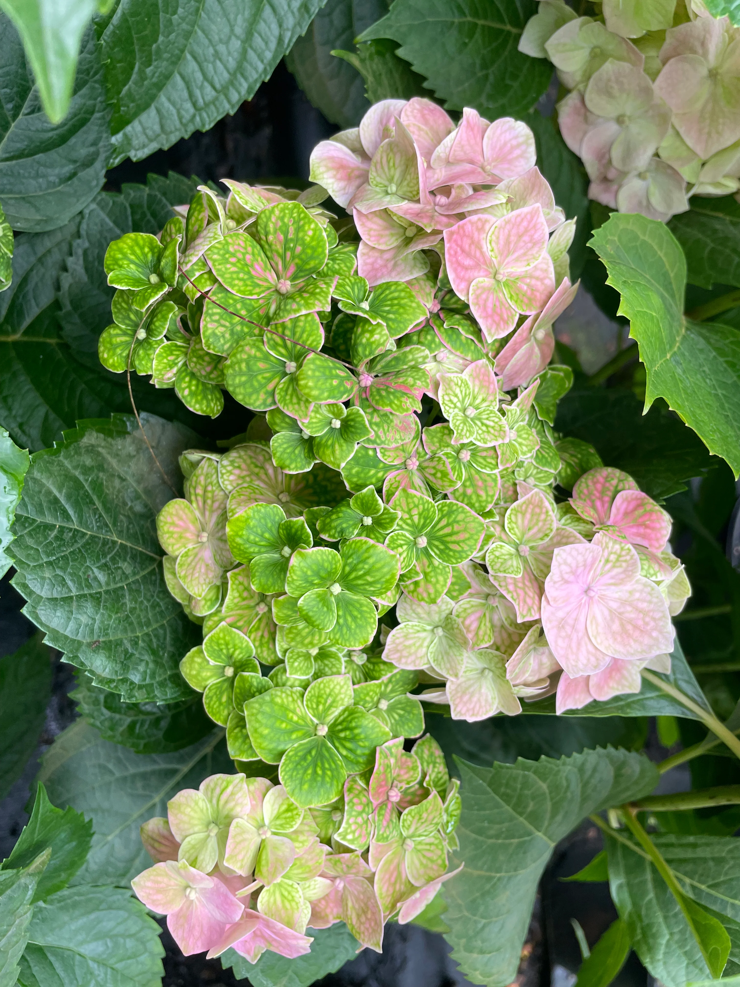 Hydrangea Goliaths Emerald - pruned back - Image 6