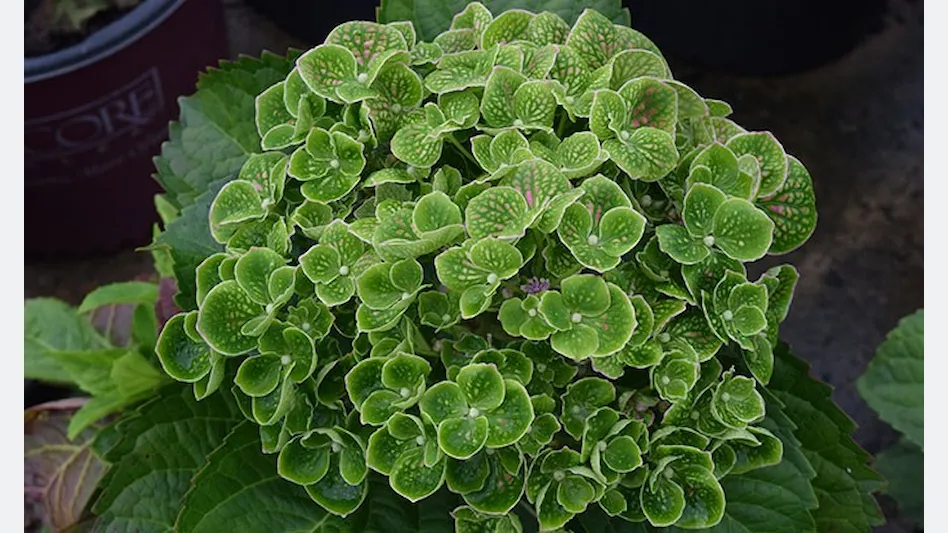 Hydrangea Goliaths Emerald - pruned back - Image 7
