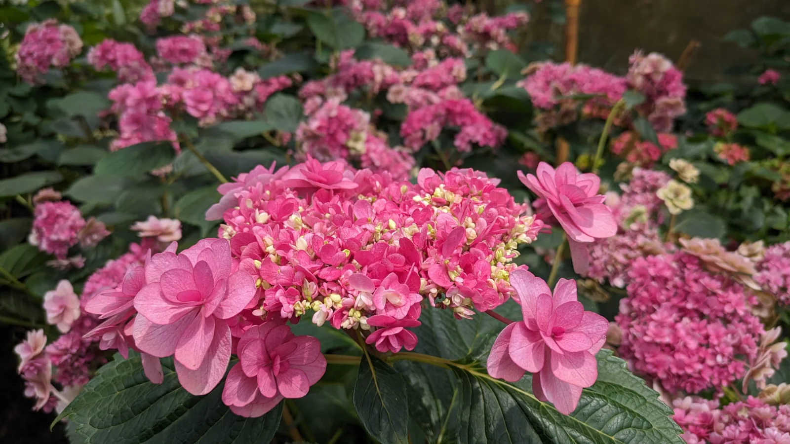 Hydrangea Komachi - Image 4
