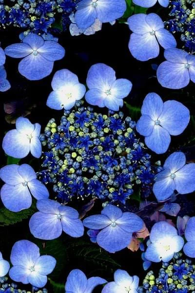 Hydrangea Blue Wave (Mariesii Perfecta) - pruned back