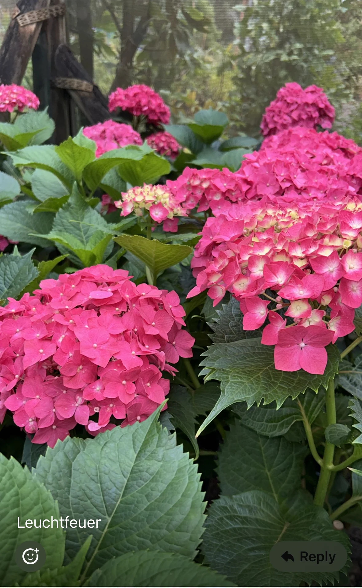 Hydrangea Leuchtfeuer - Pruned Back - Image 3