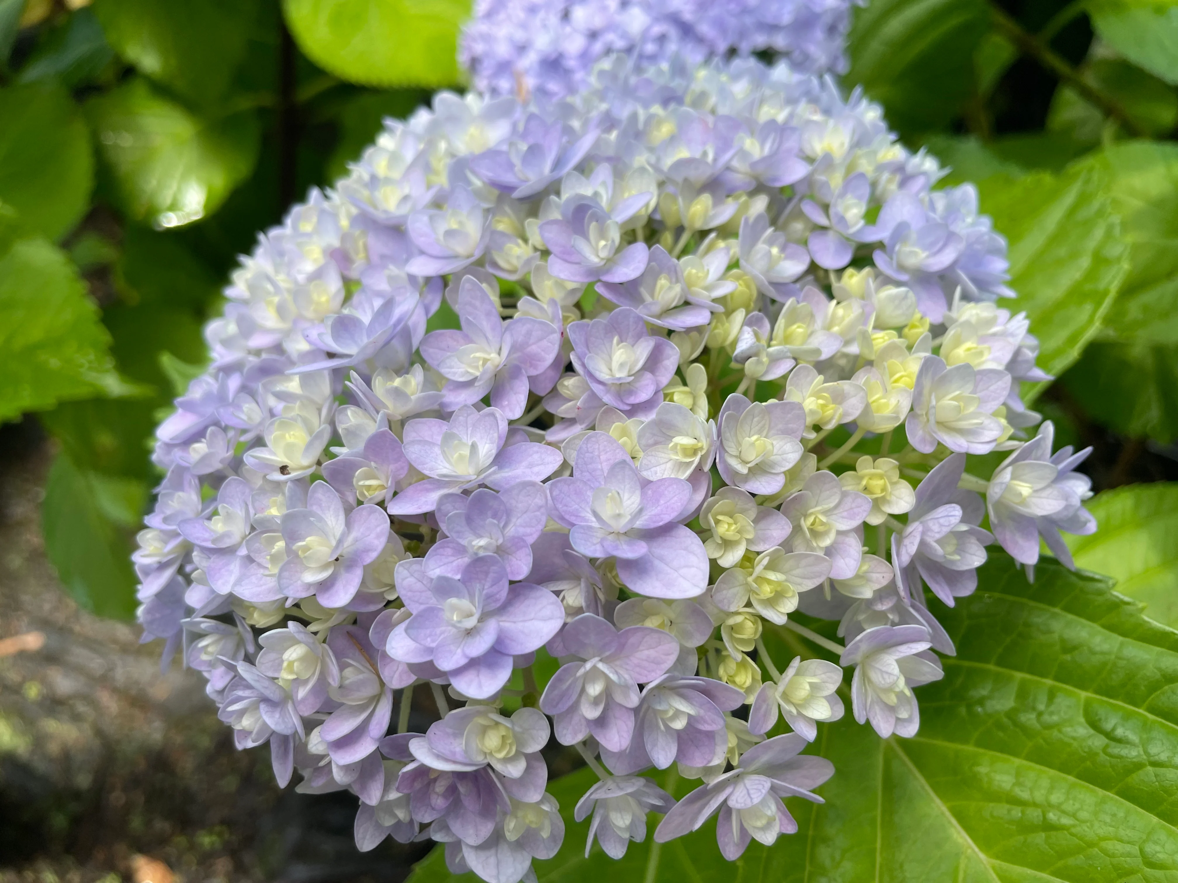 Hydrangea Hana Temari (Hanatemari) - pruned back