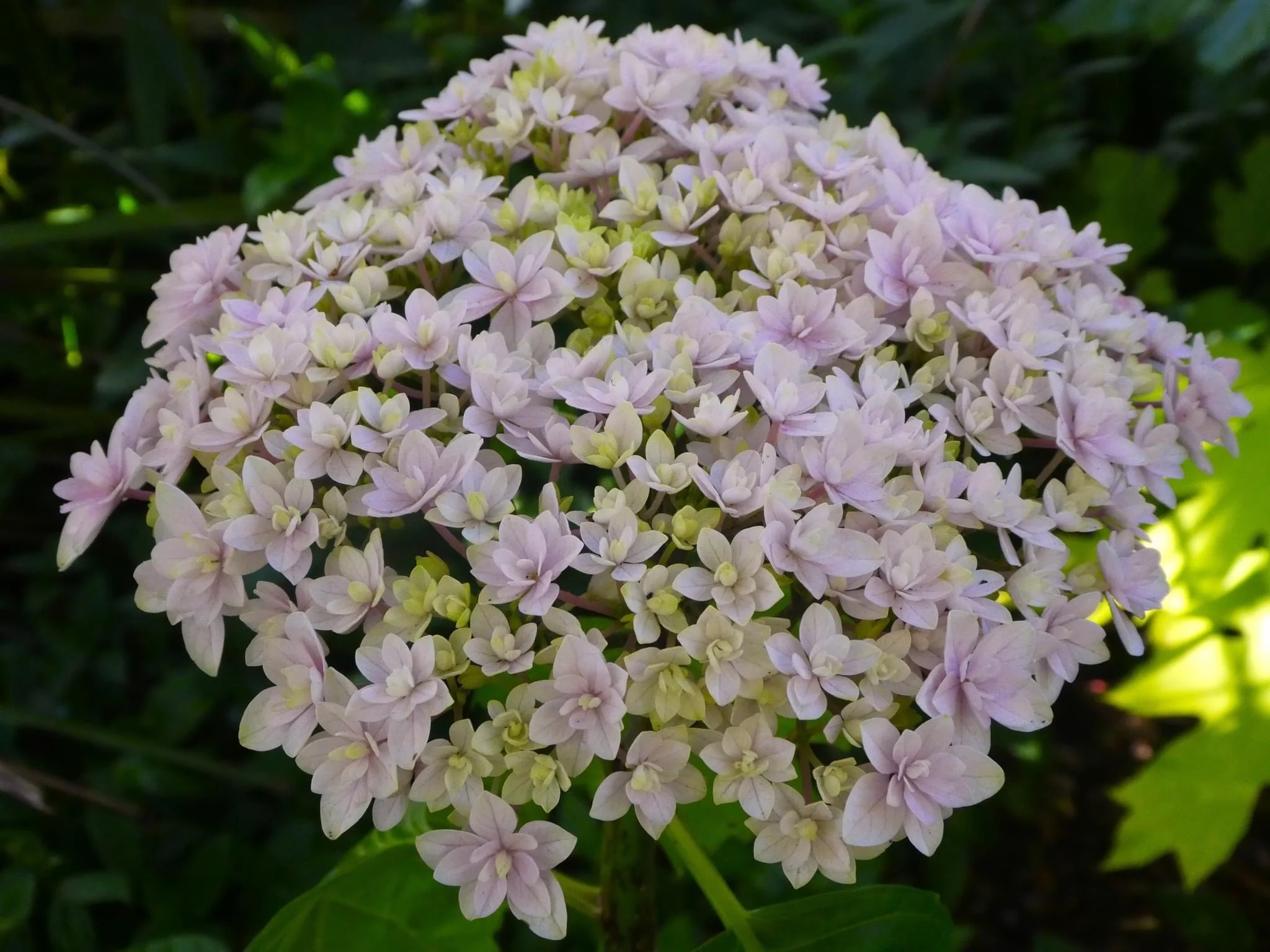 Hydrangea Hana Temari (Hanatemari) - pruned back - Image 2