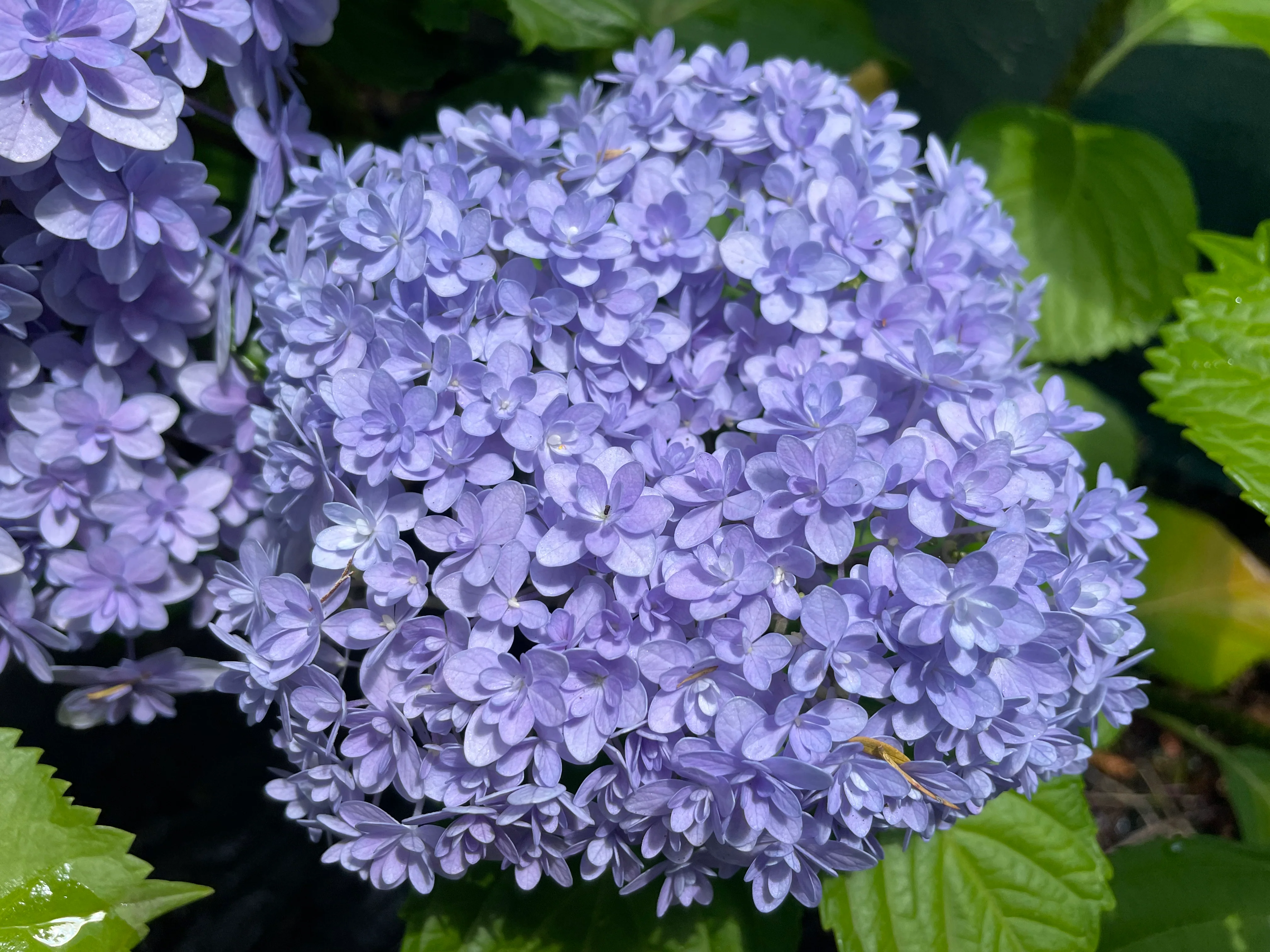 Hydrangea Hana Temari (Hanatemari) - pruned back - Image 3