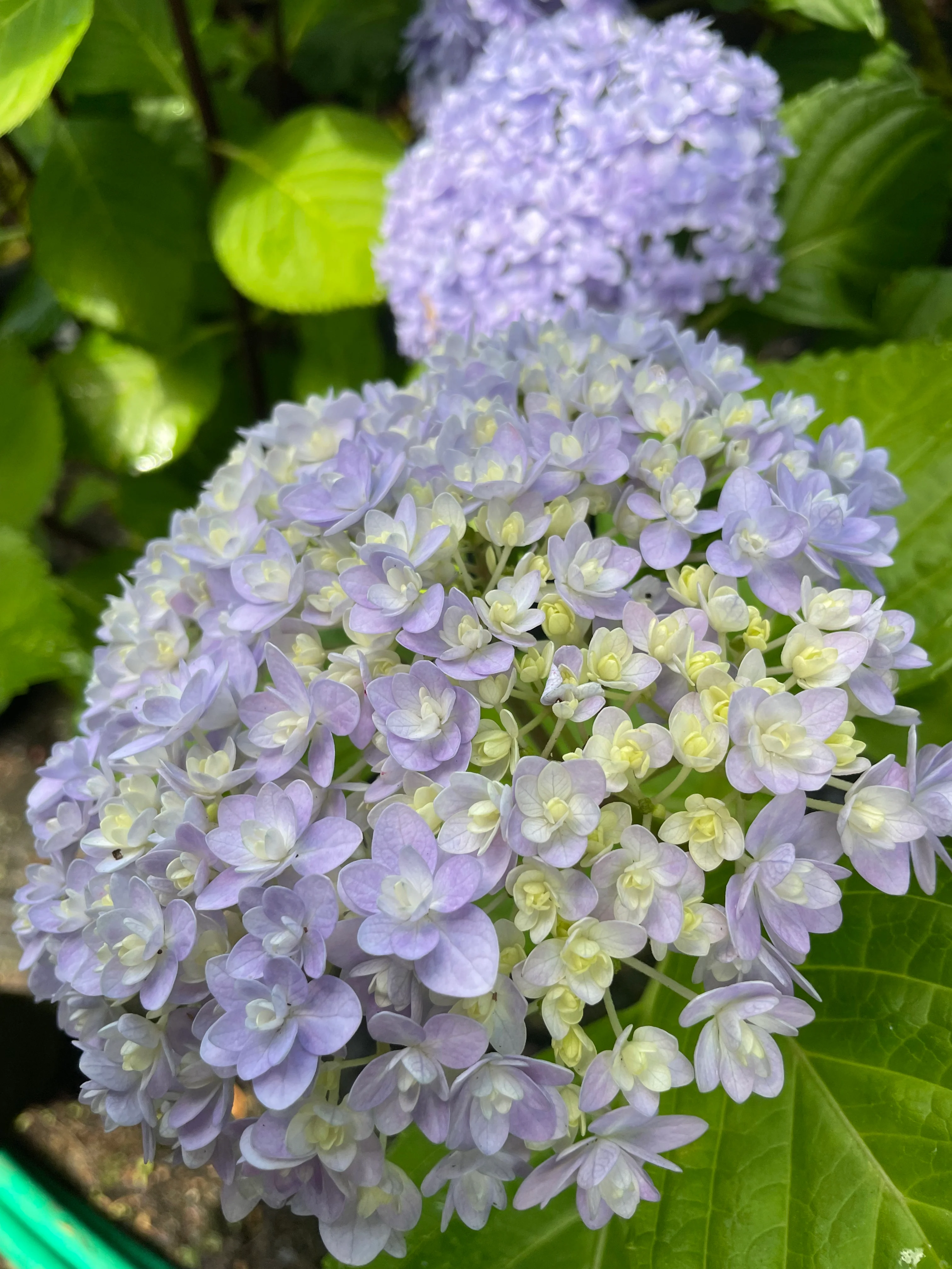 Hydrangea Hana Temari (Hanatemari) - pruned back - Image 4