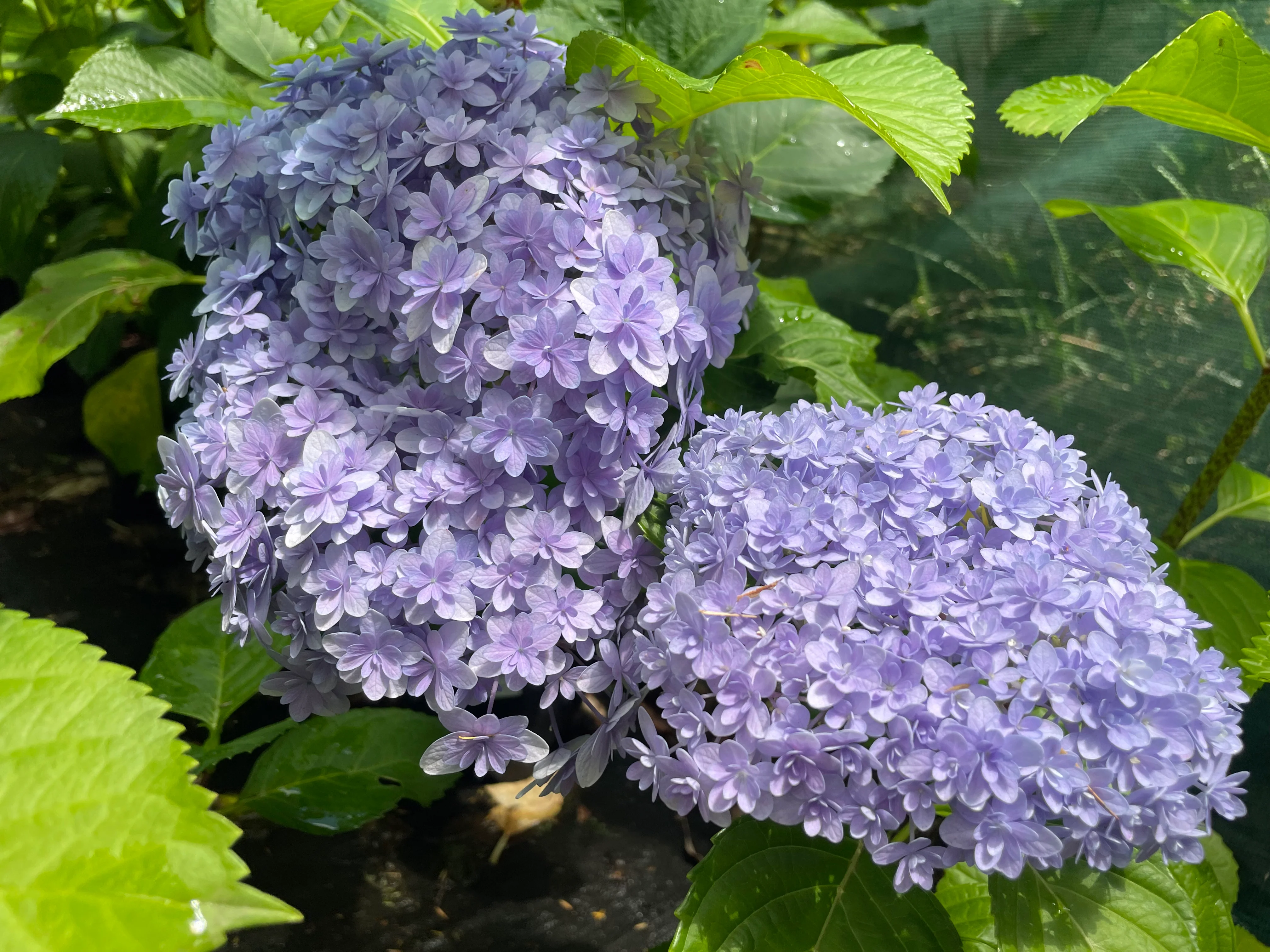 Hydrangea Hana Temari (Hanatemari) - pruned back - Image 5
