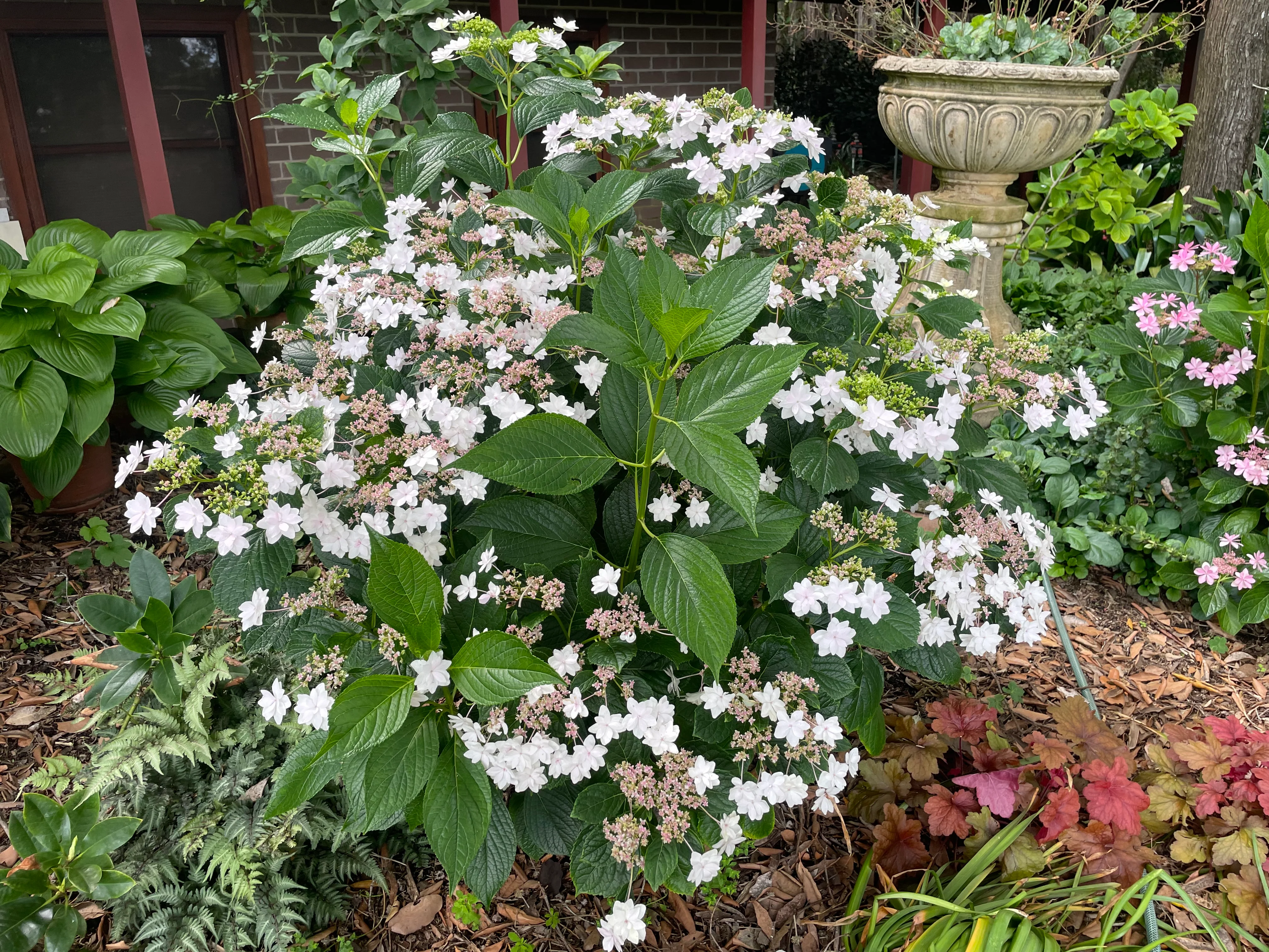 Hydrangea Hanabi - growing - Image 2