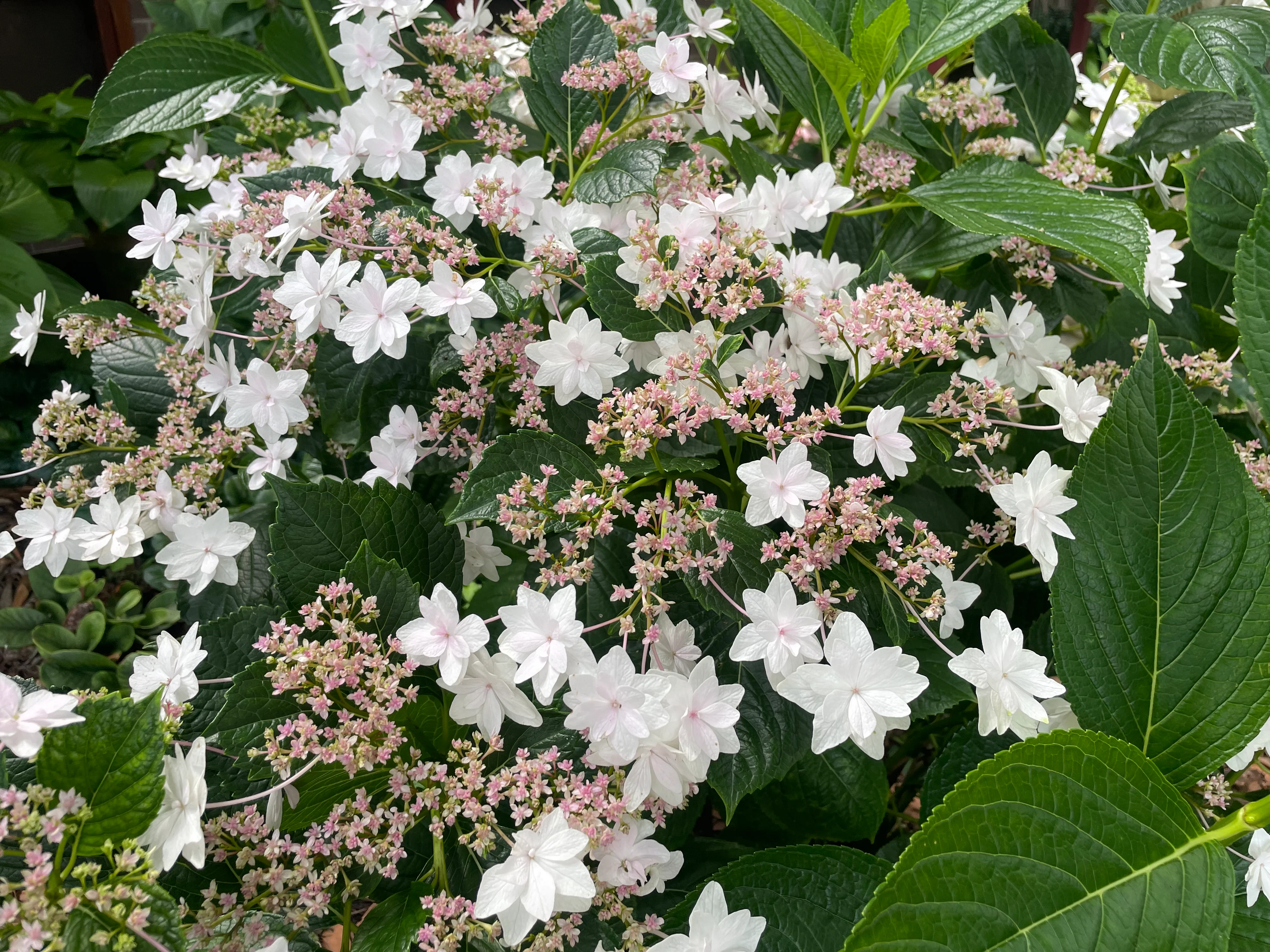 Hydrangea Hanabi - growing - Image 3