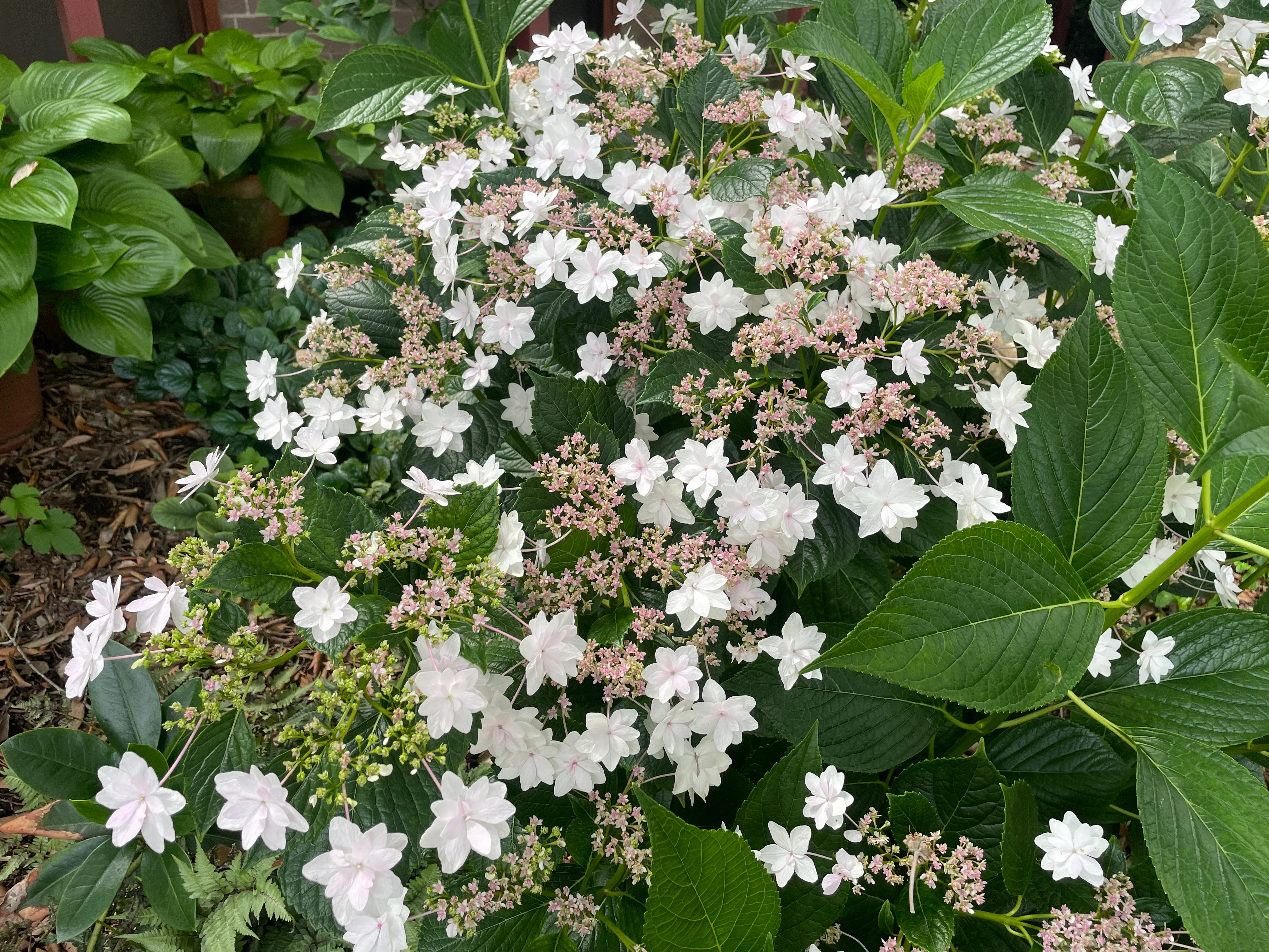 Hydrangea Hanabi - growing - Image 4