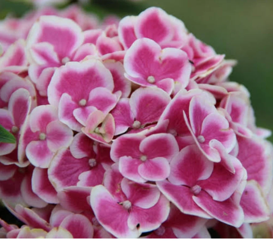 Hydrangea Harlequin - Very Limited Numbers!