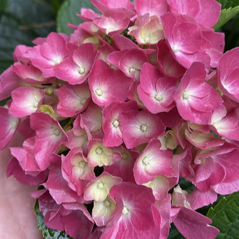 Hydrangea Harry’s Red (Compact Hydrangea)