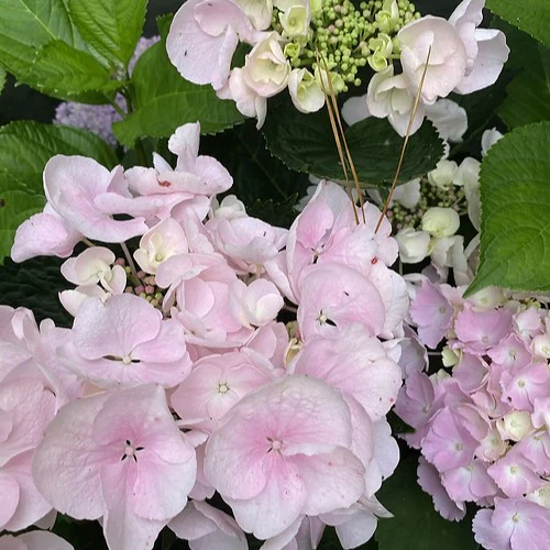 Hydrangea Hobella