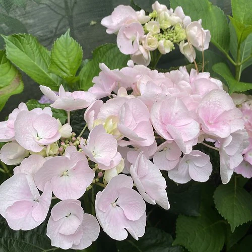 Hydrangea Hobella - Image 2