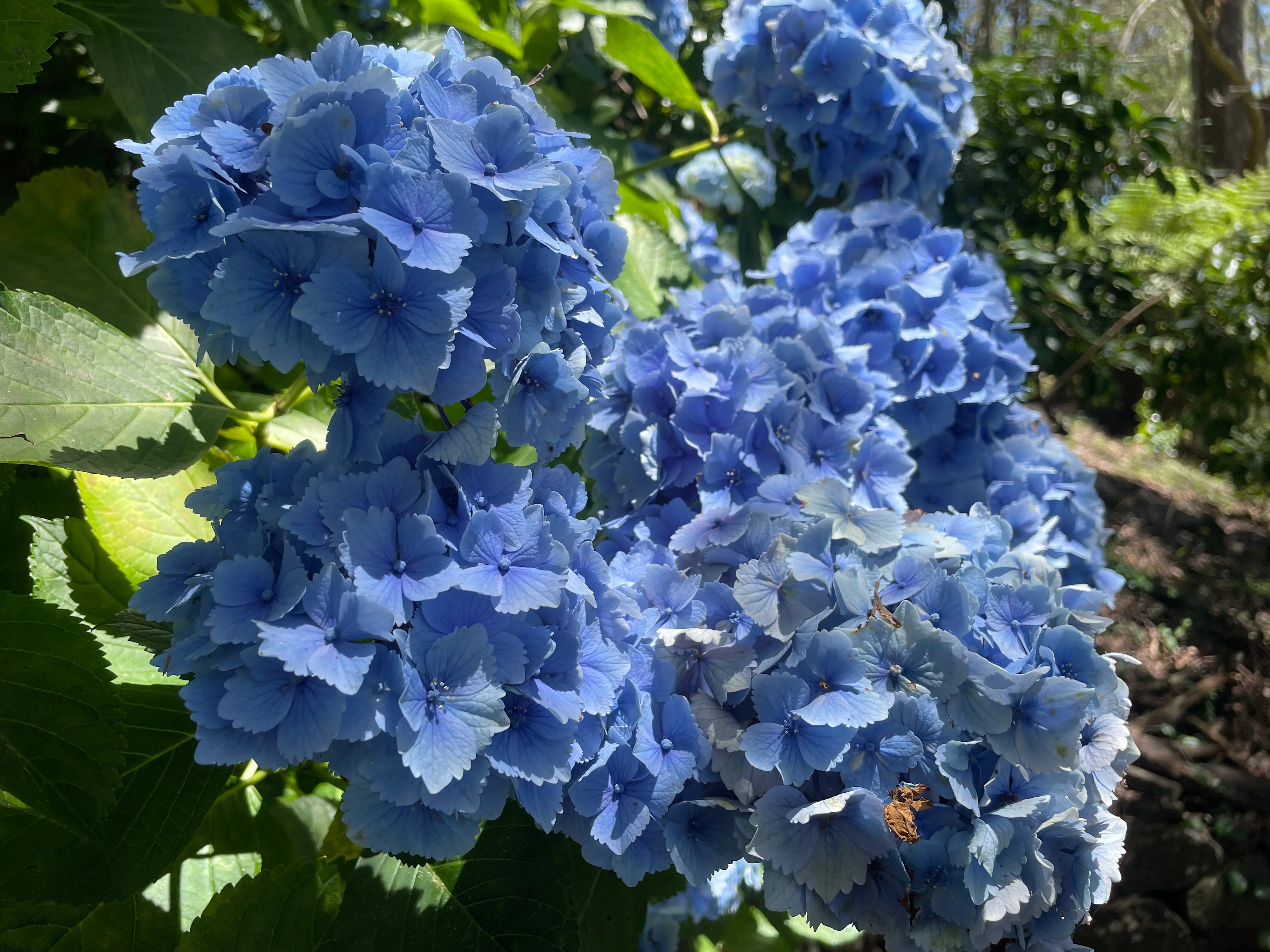 Hydrangea Homigo - growing - coming soon! - Image 2