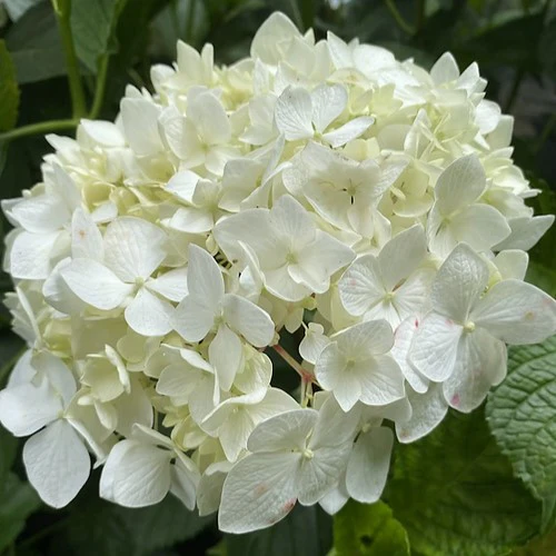 Hydrangea Immaculata