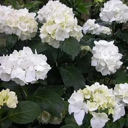 Hydrangea Immaculata - Image 2