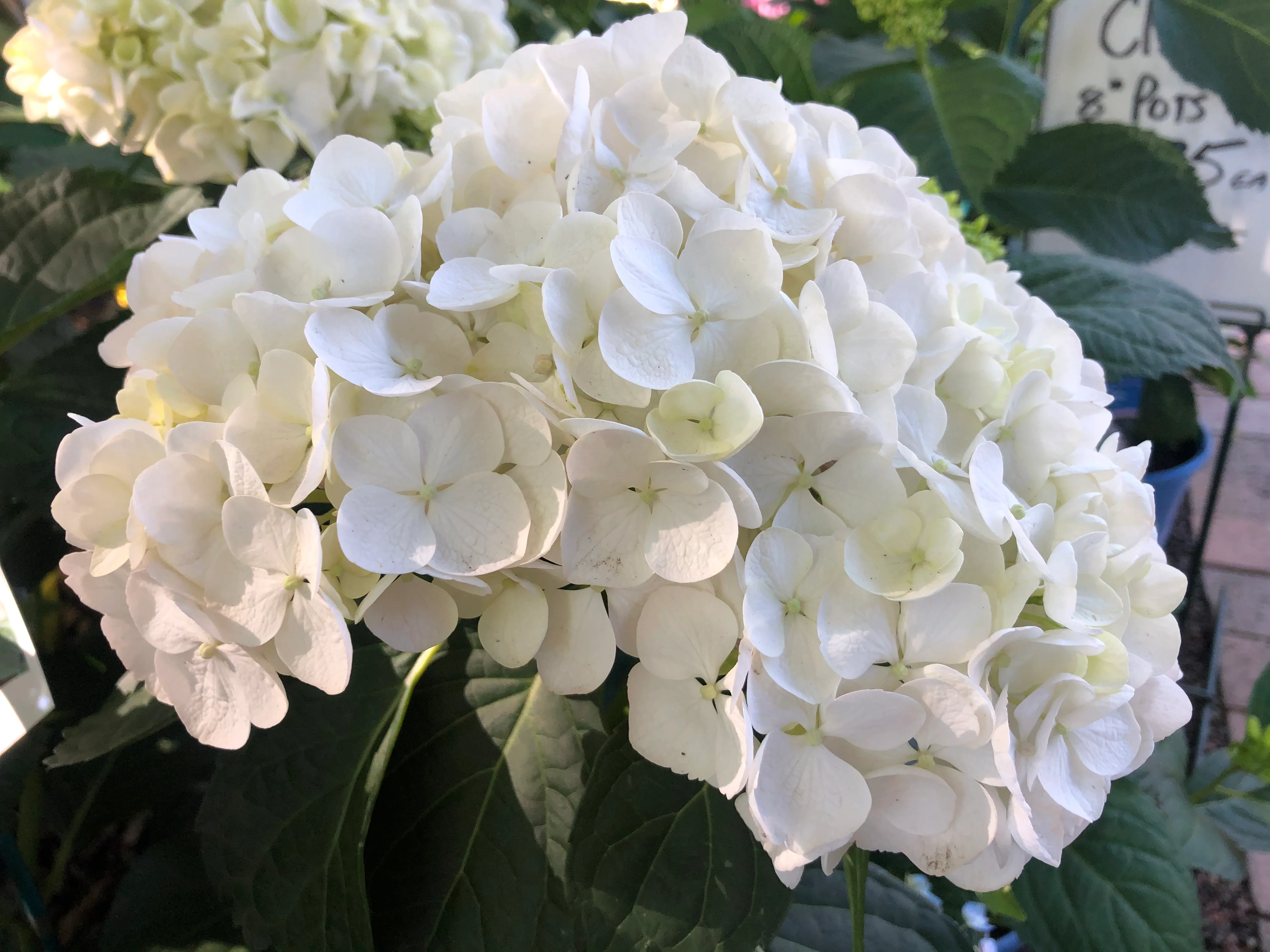 Hydrangea Madame Emile Mouillere - Image 2