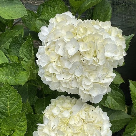 Hydrangea Madame Emile Mouillere - Image 3