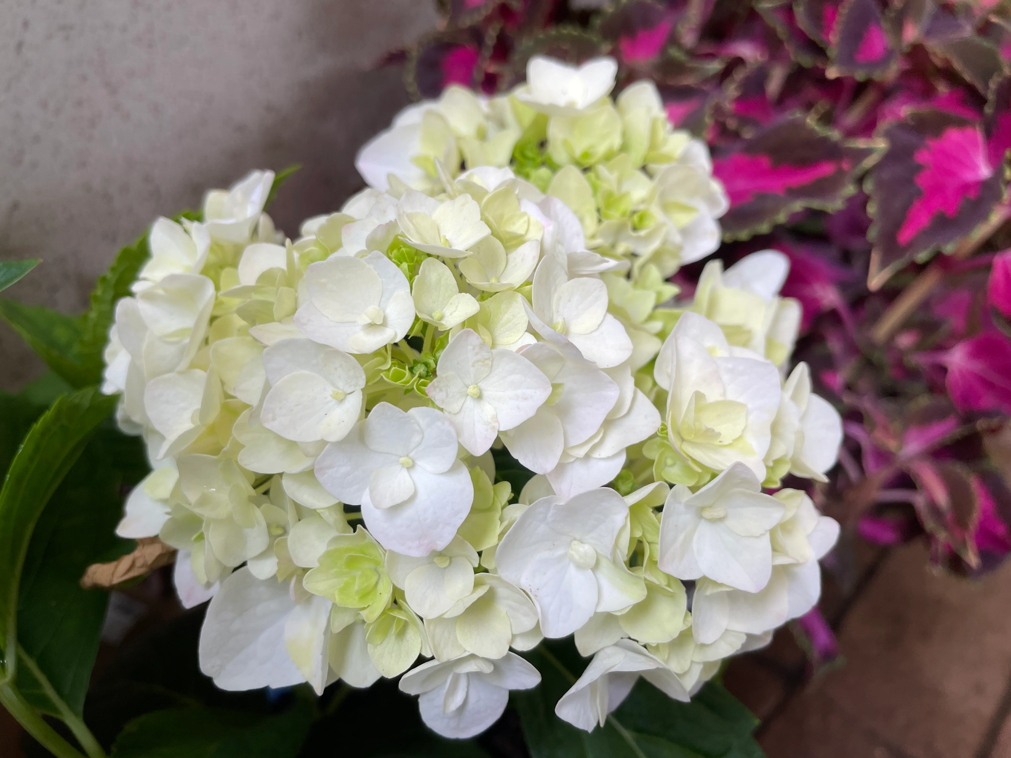 Hydrangea Madame Emile Mouillere - Image 4